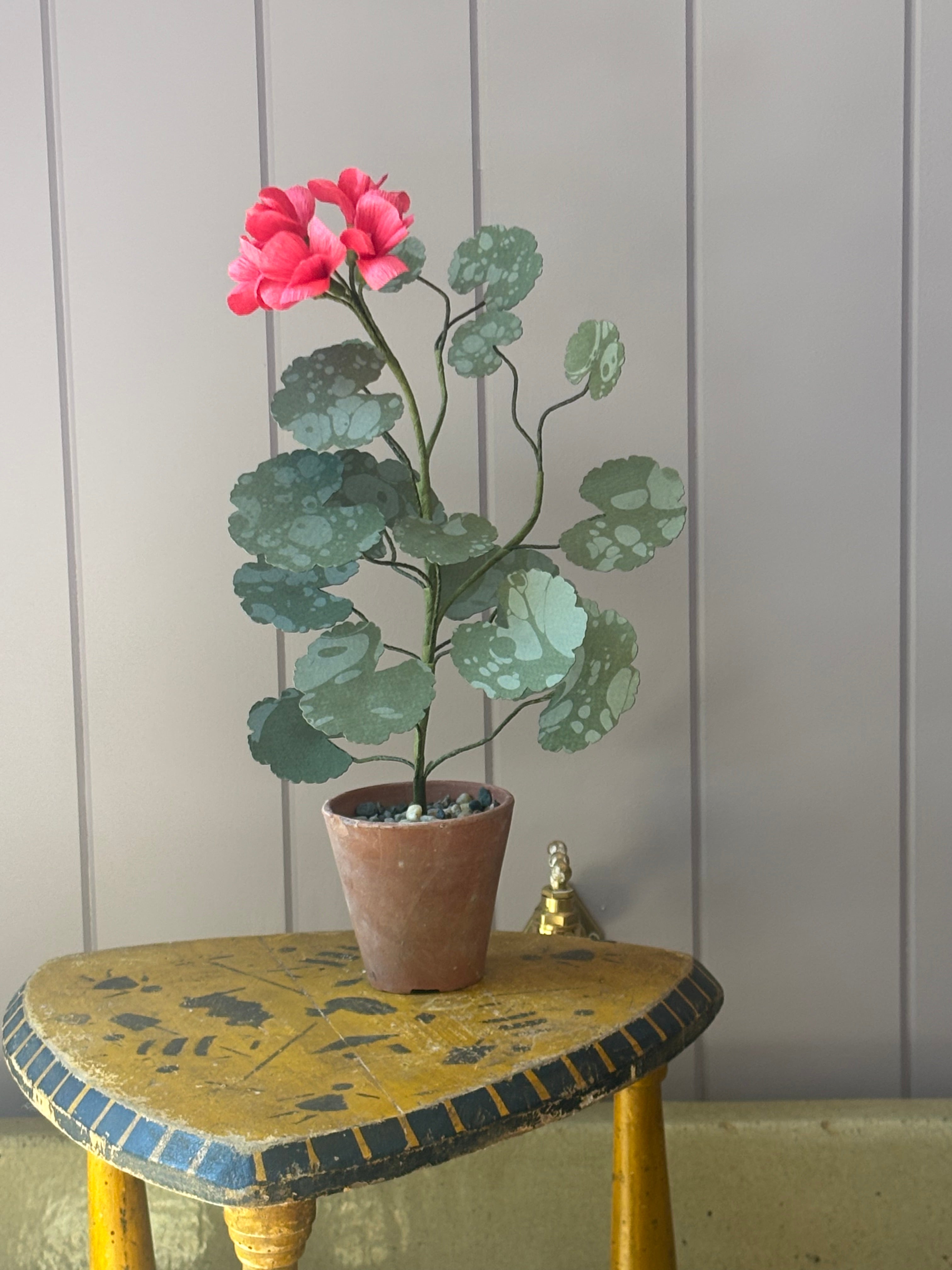 Paper geranium