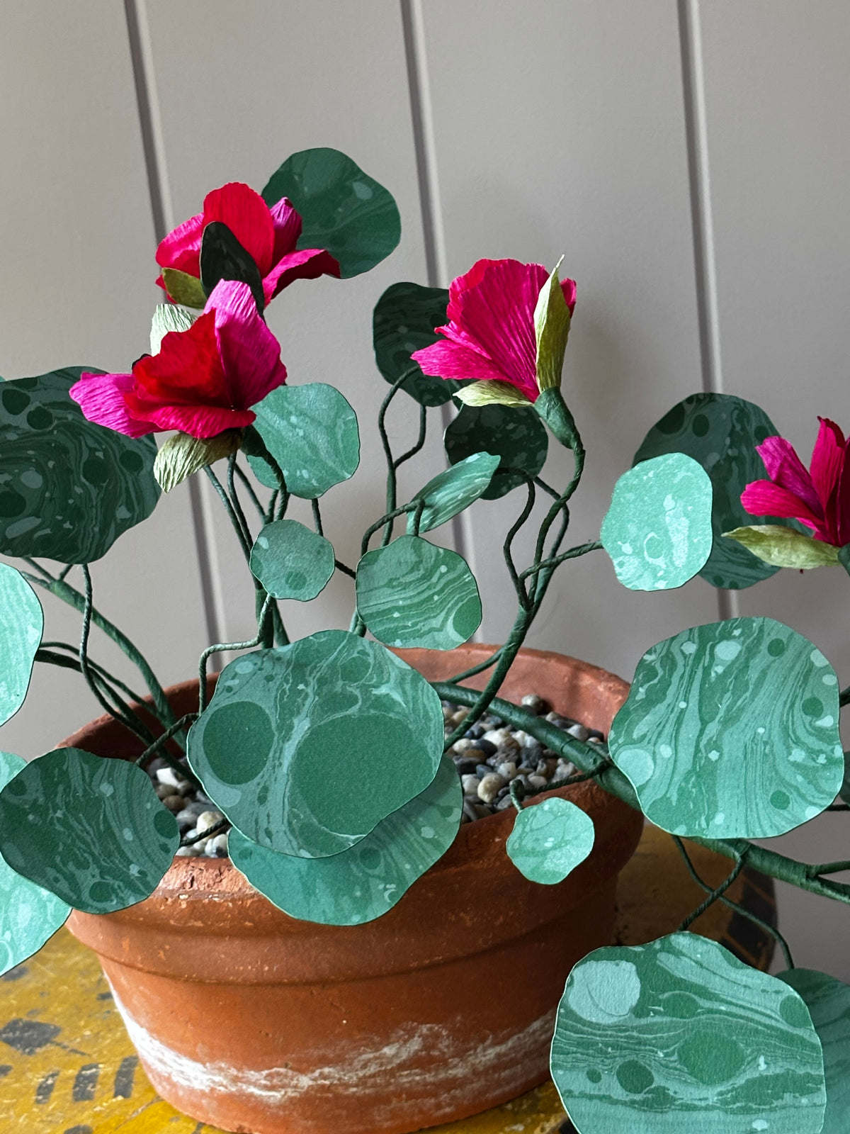 Paper Nasturtium, trailing