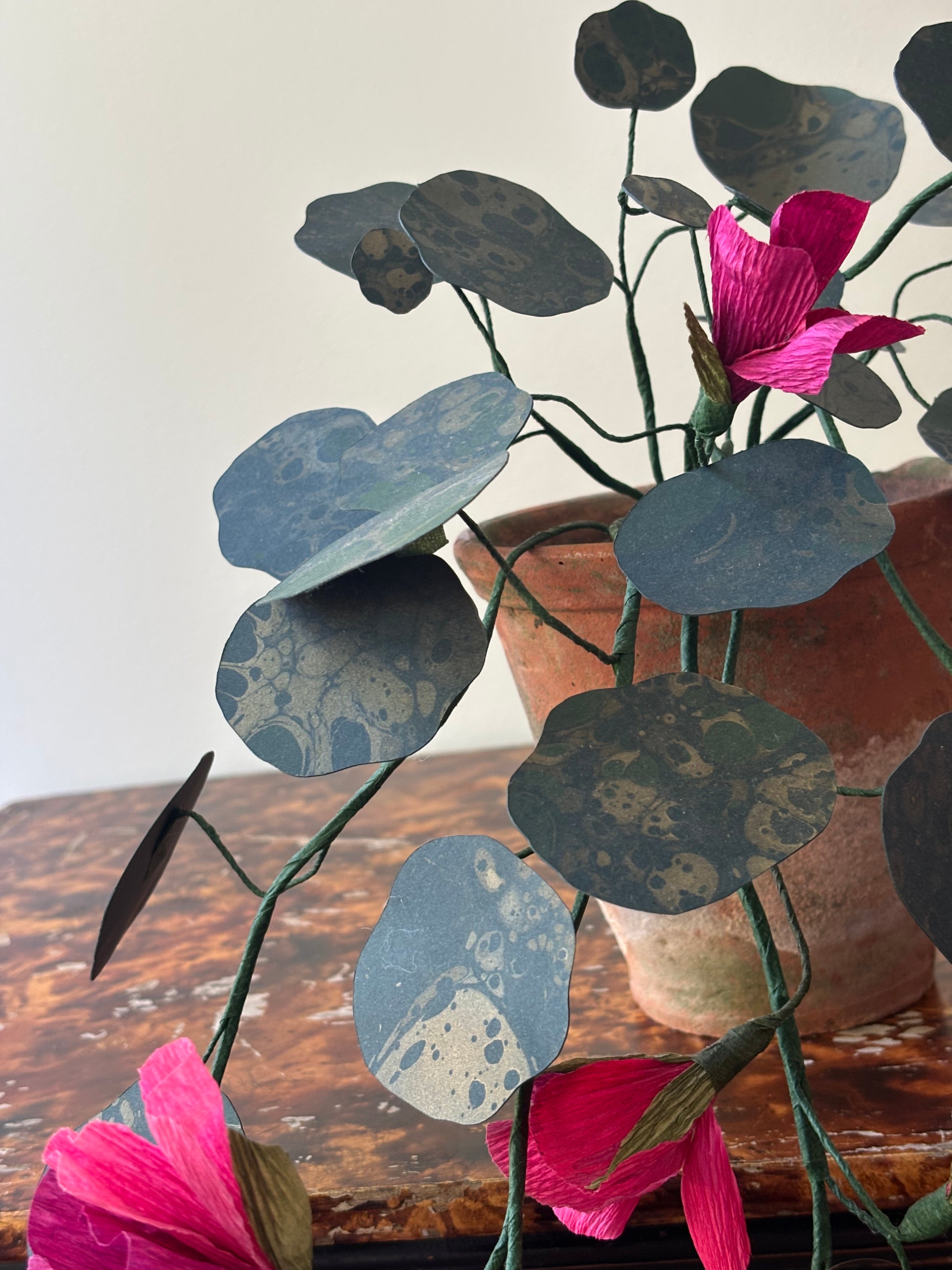 Paper nasturtium, trailing