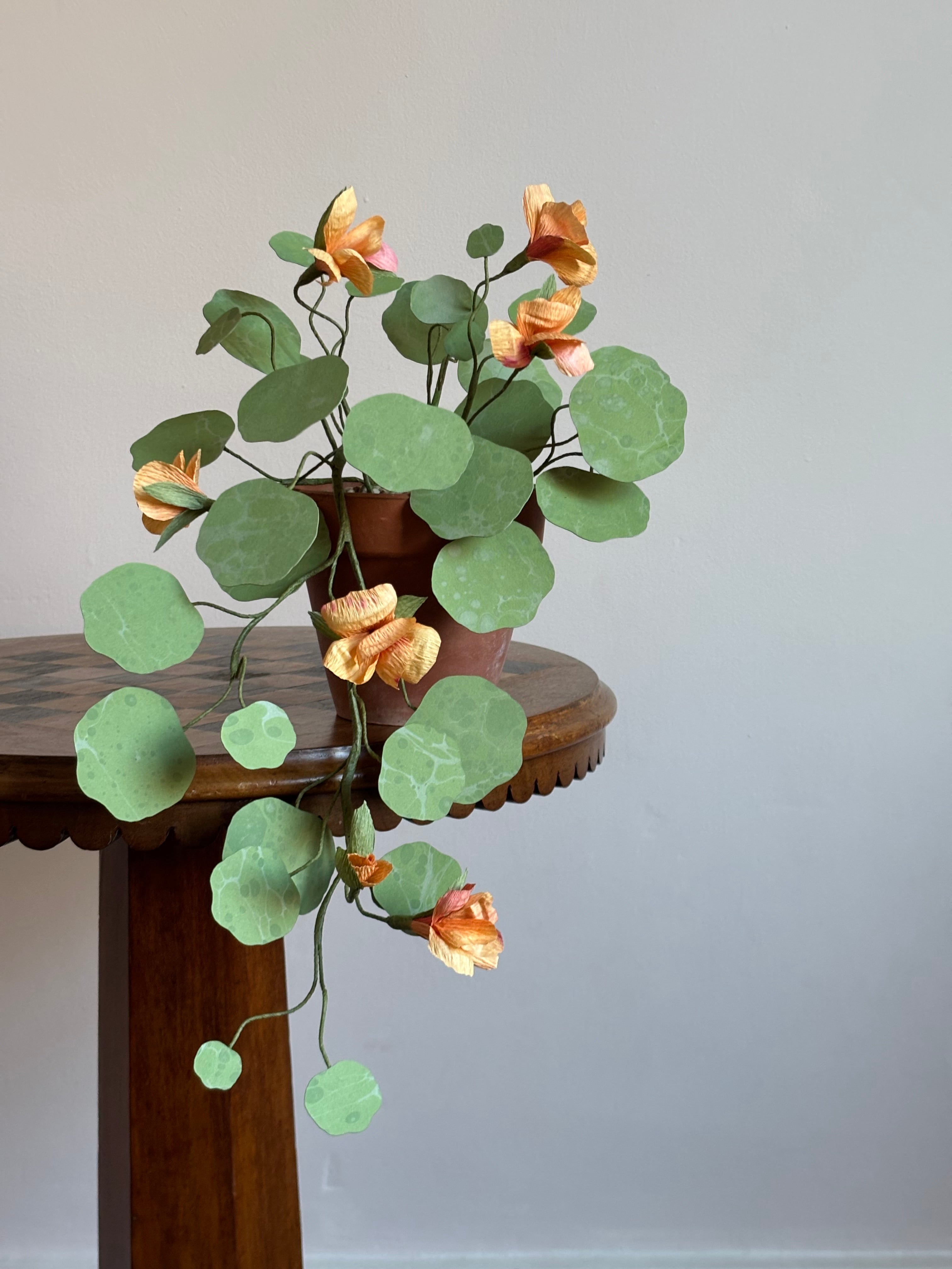 Nasturtium, trailing