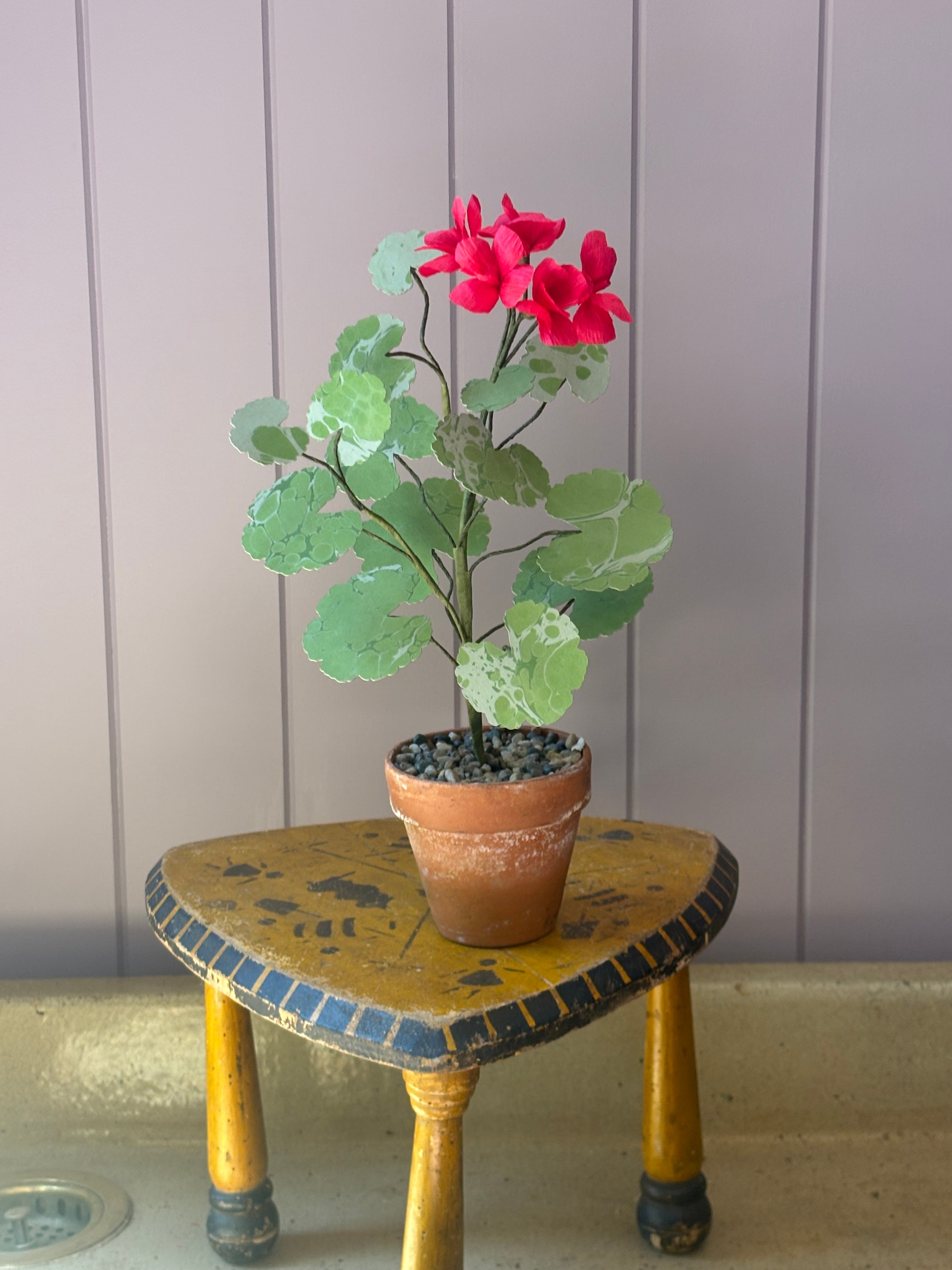 Paper geranium