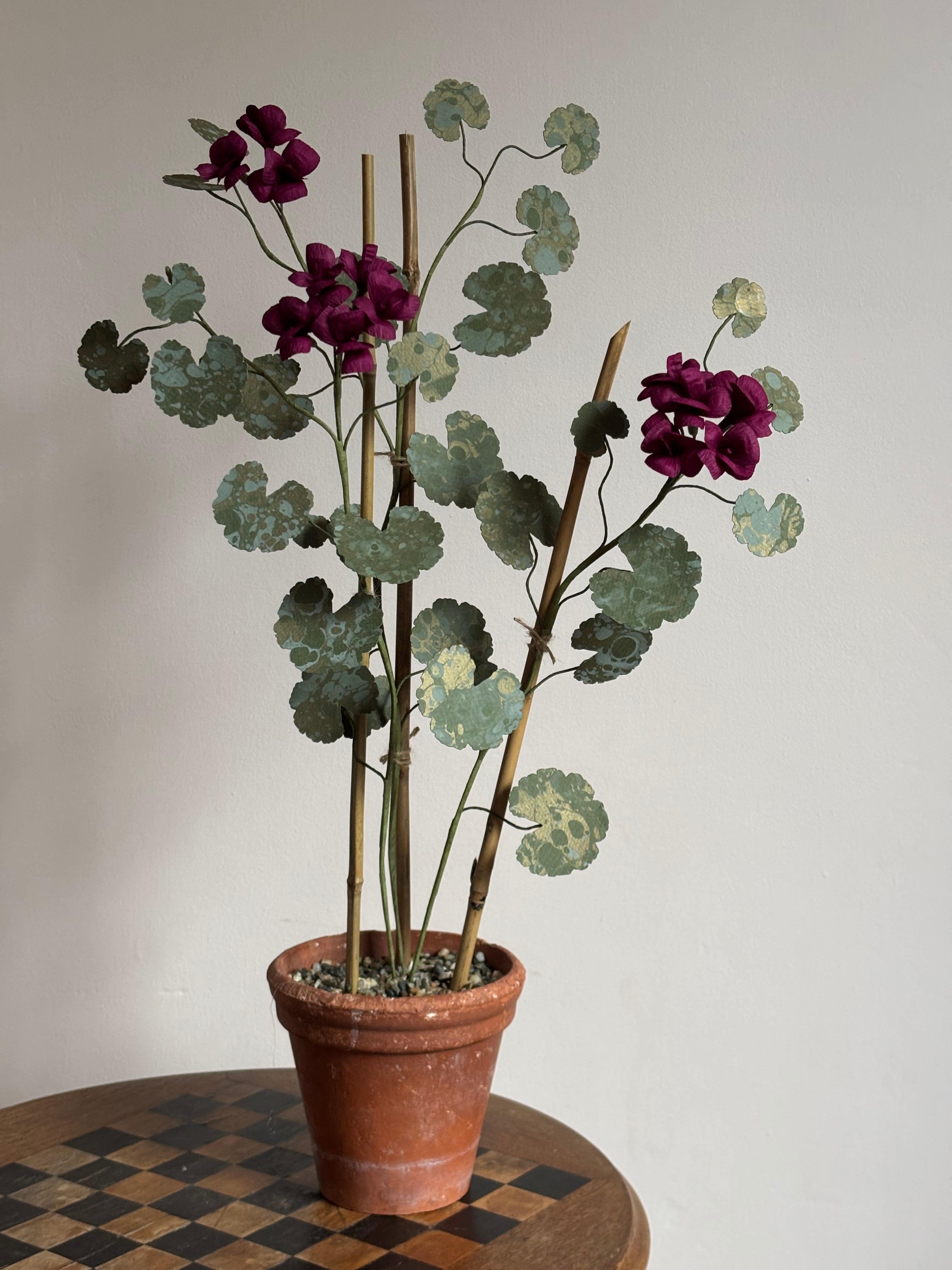 Paper Geranium