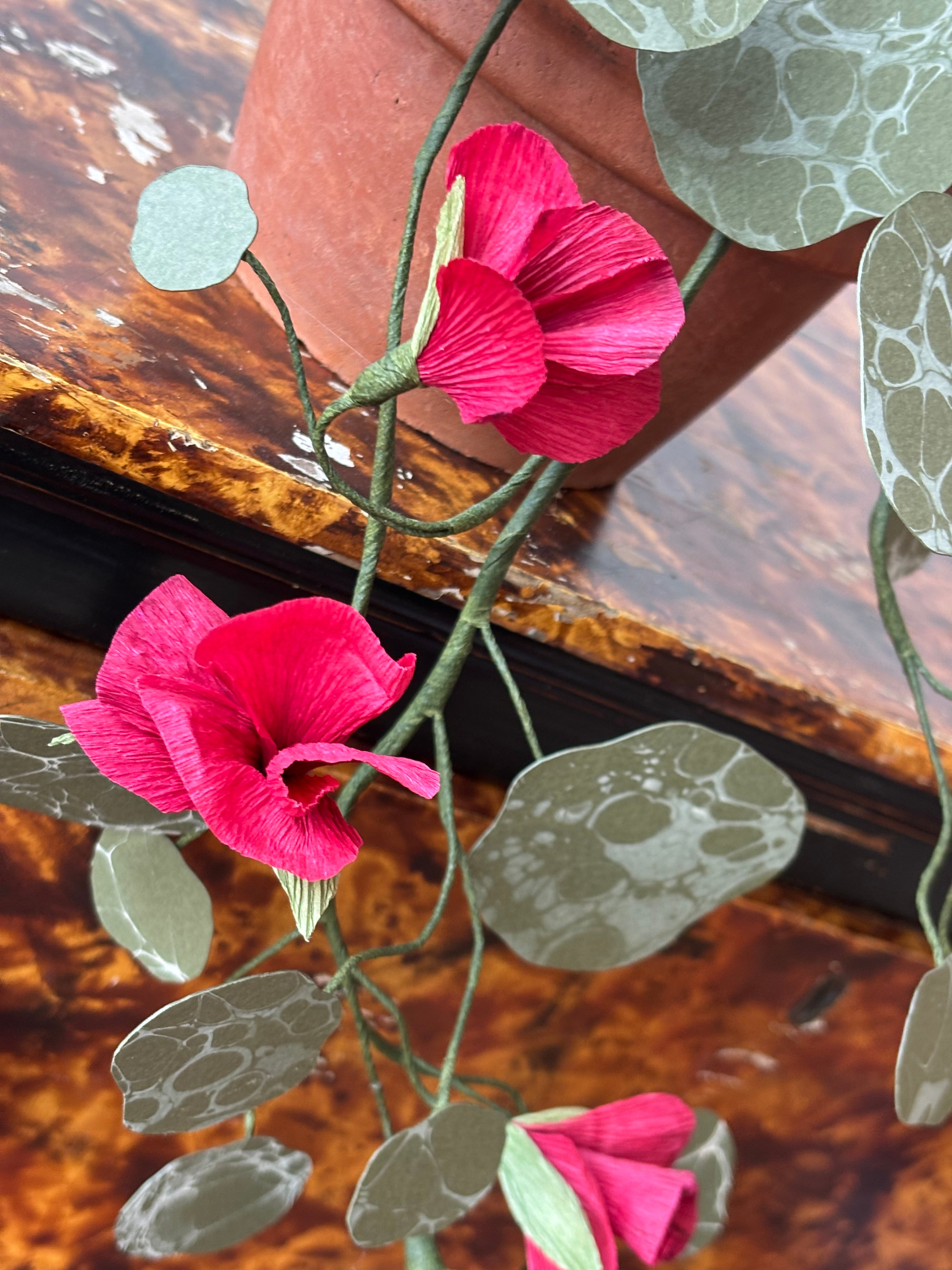 Paper nasturtium, trailing