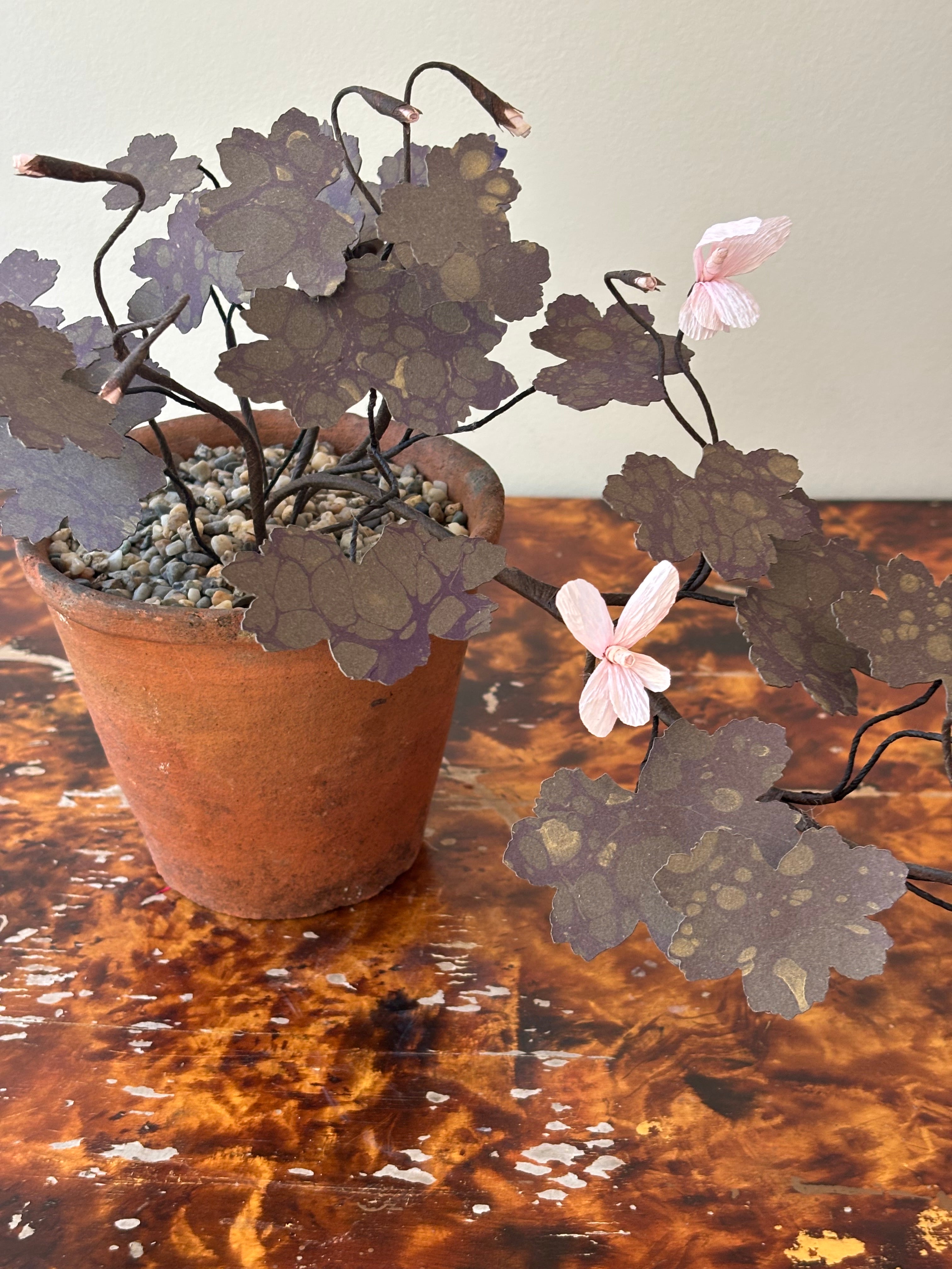 Paper Geranium, trailing