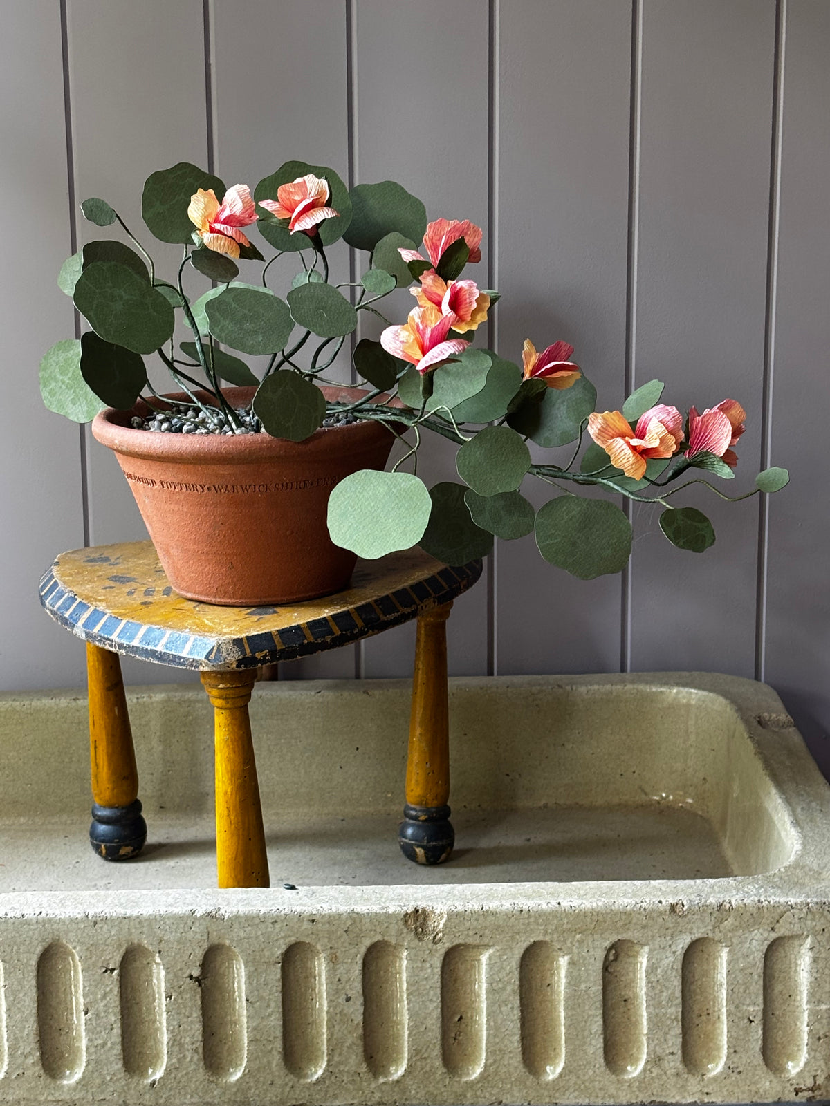 Paper Nasturtium, trailing