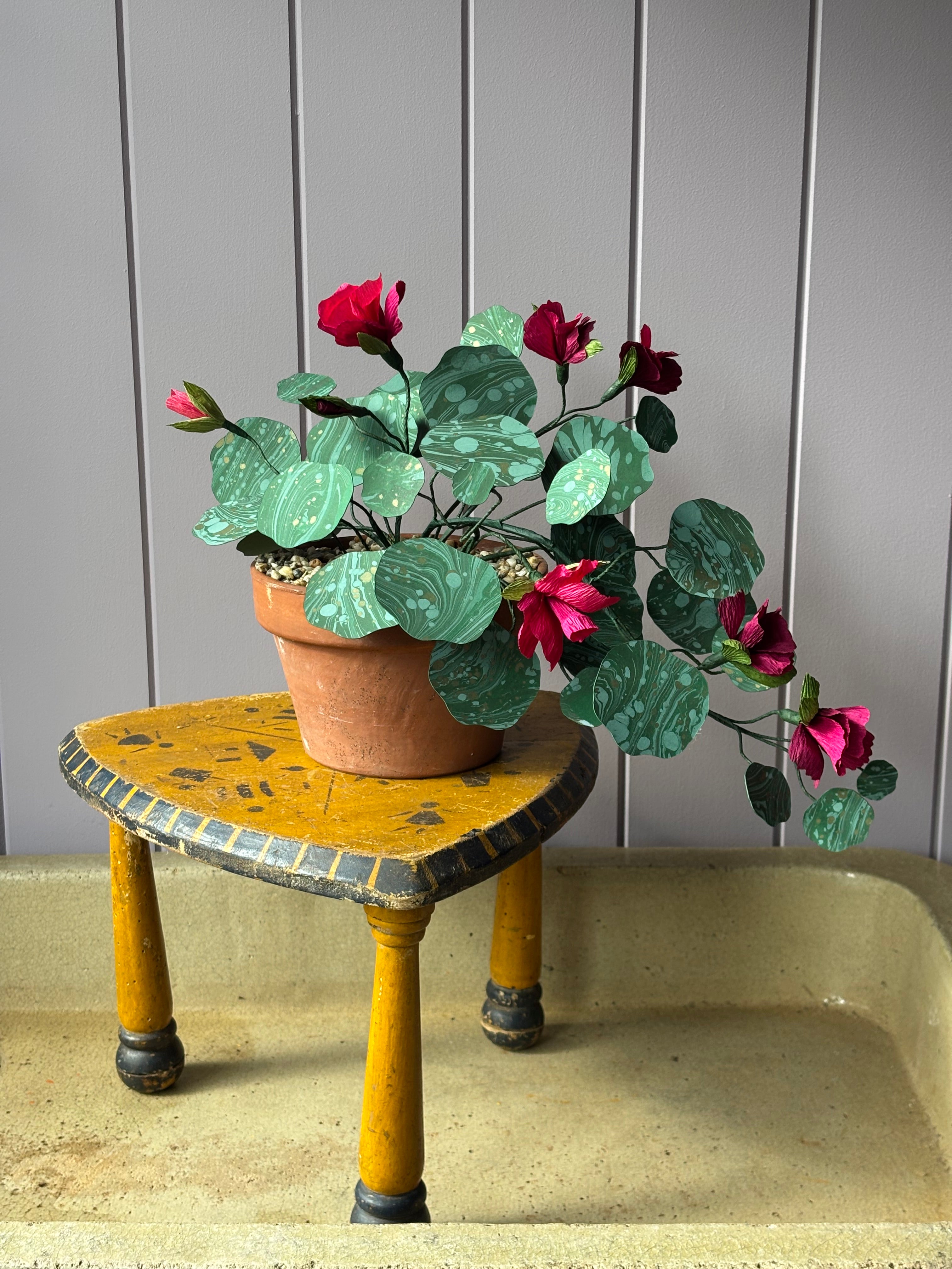 Nasturtium, trailing