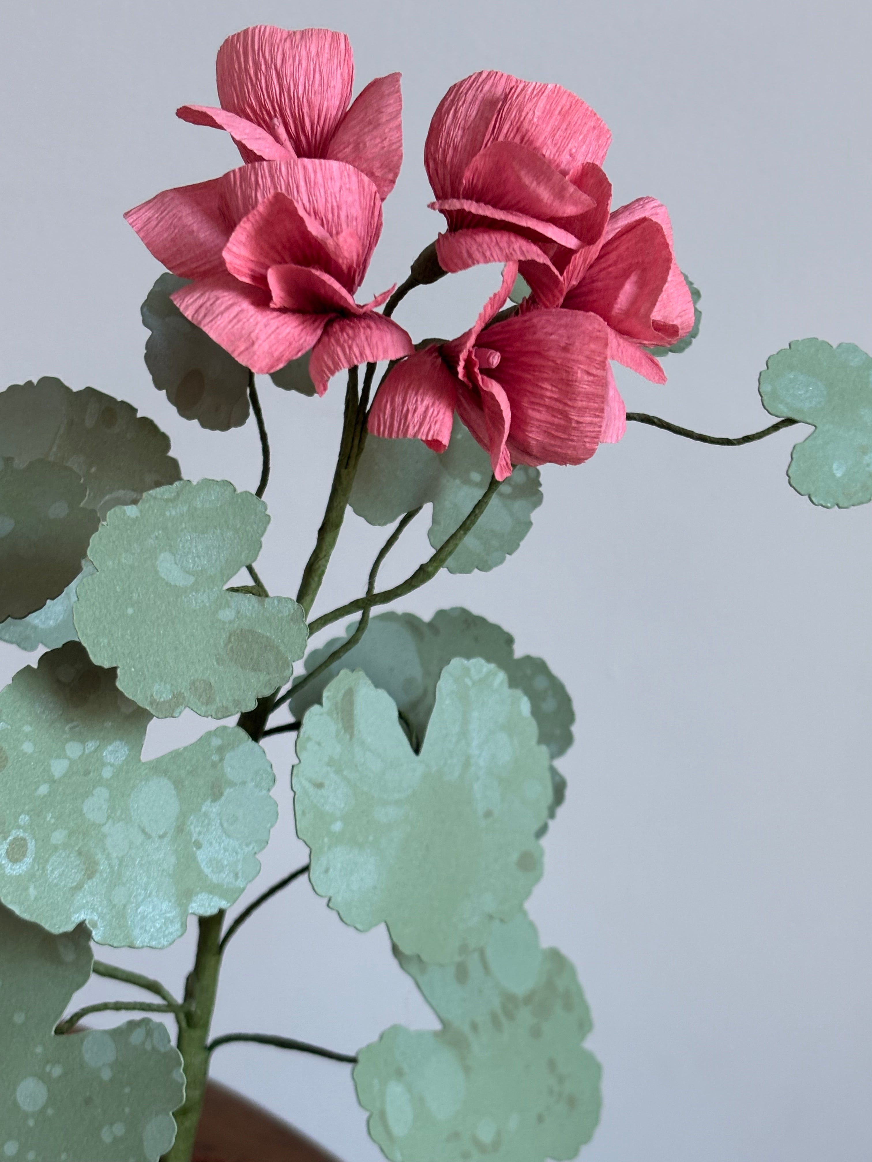 Paper Geranium hh