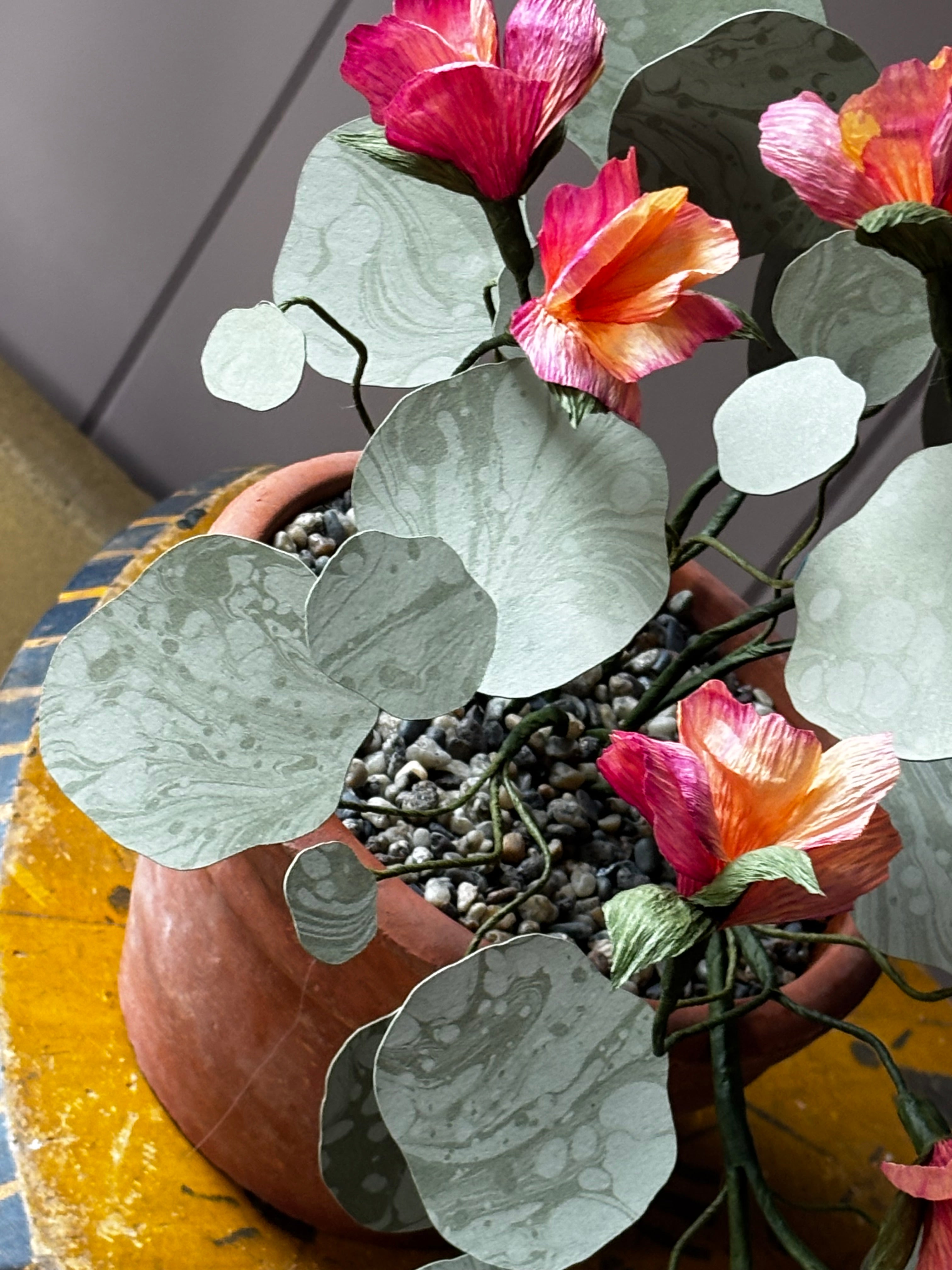 Paper Nasturtium, trailing