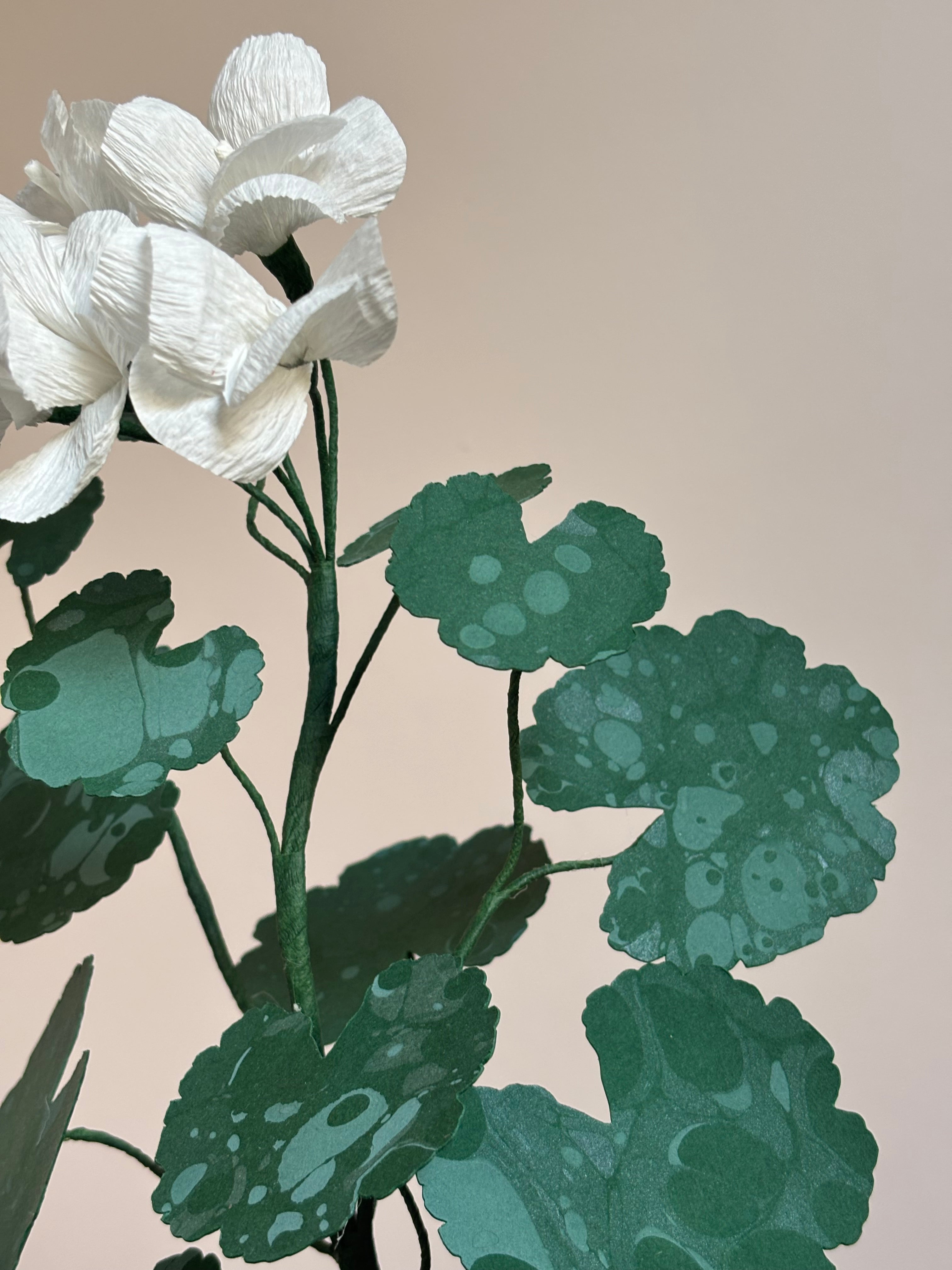 Paper Geranium