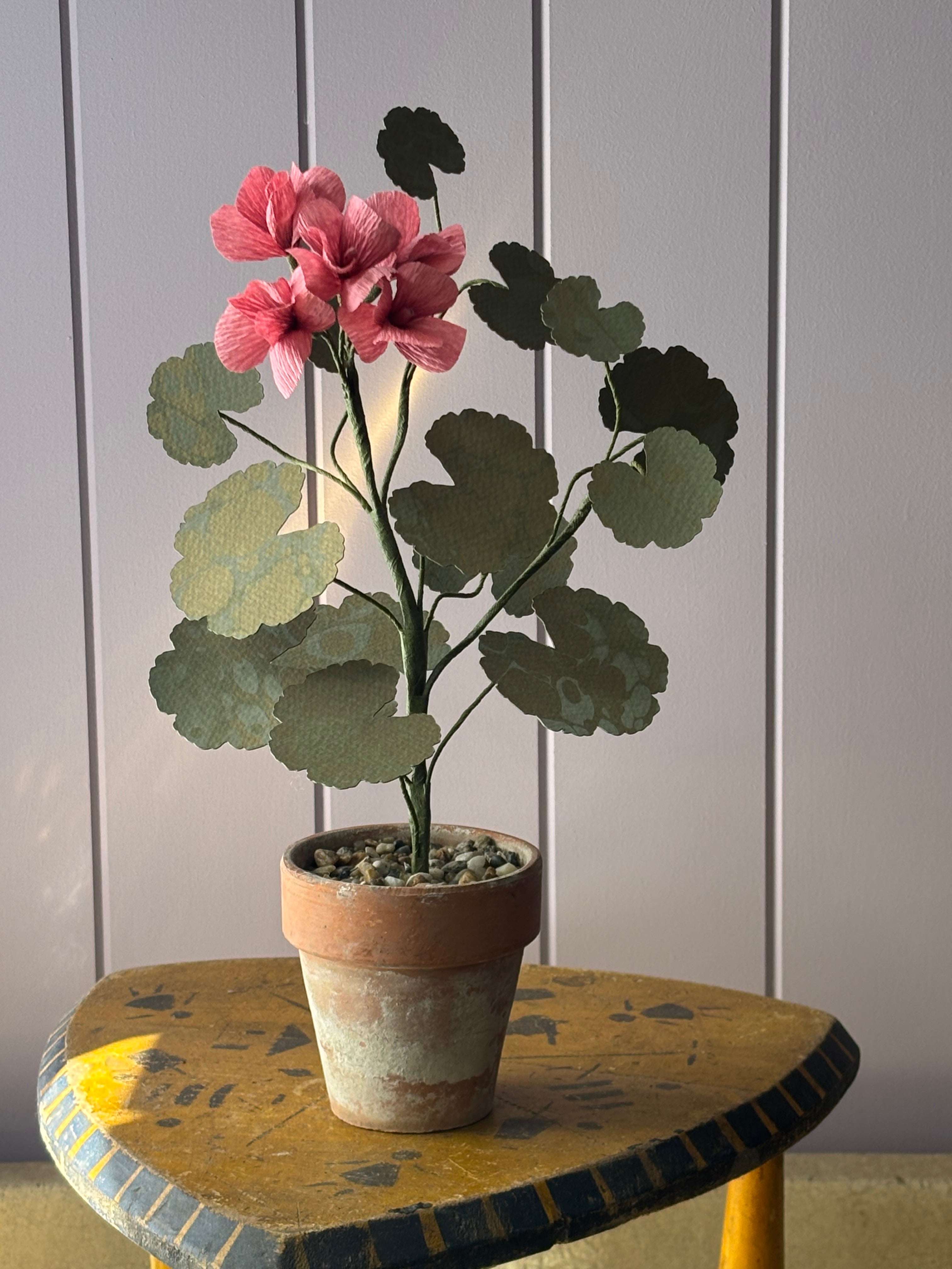 Paper geranium