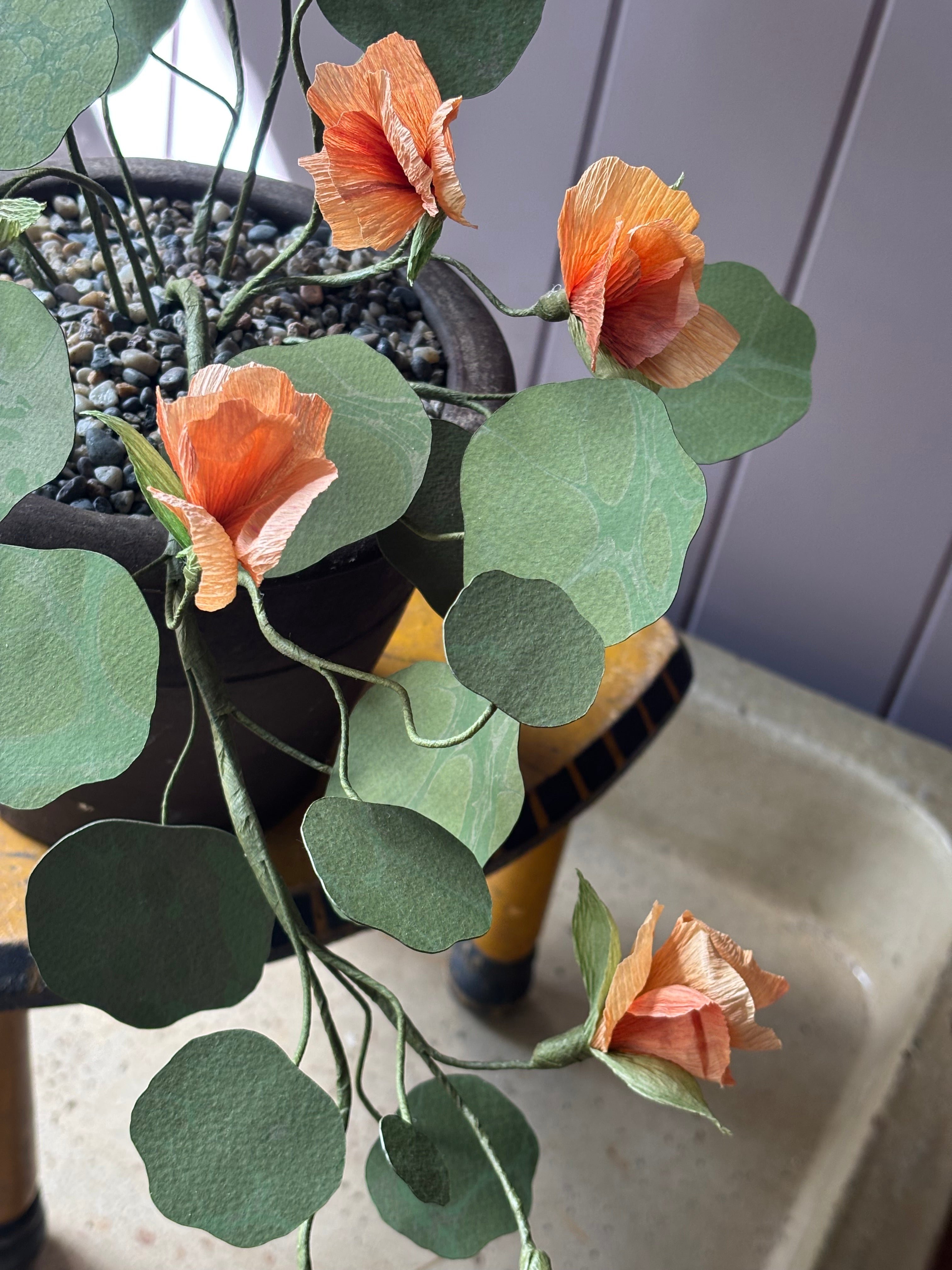 Paper nasturtium