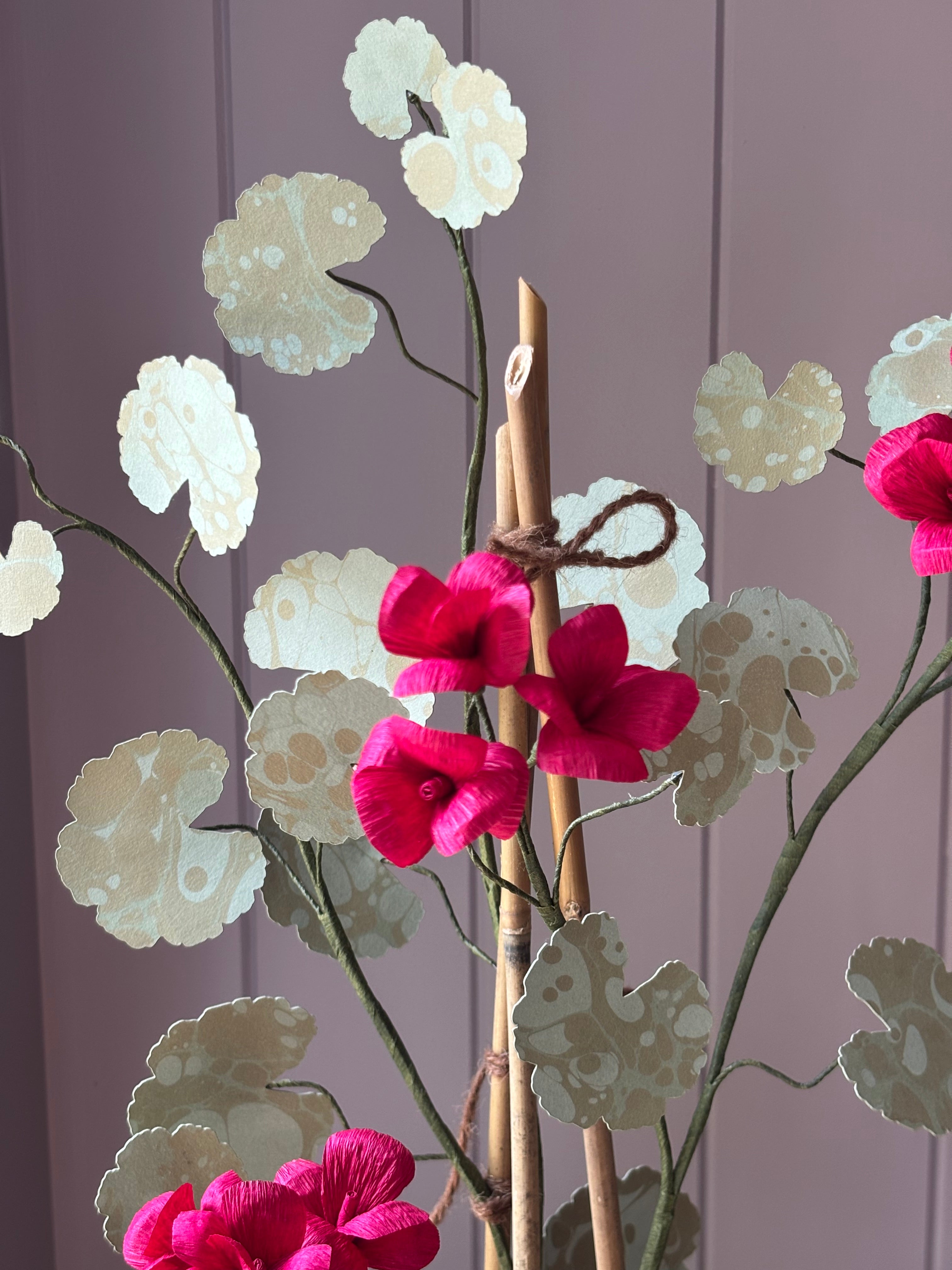 Paper geranium