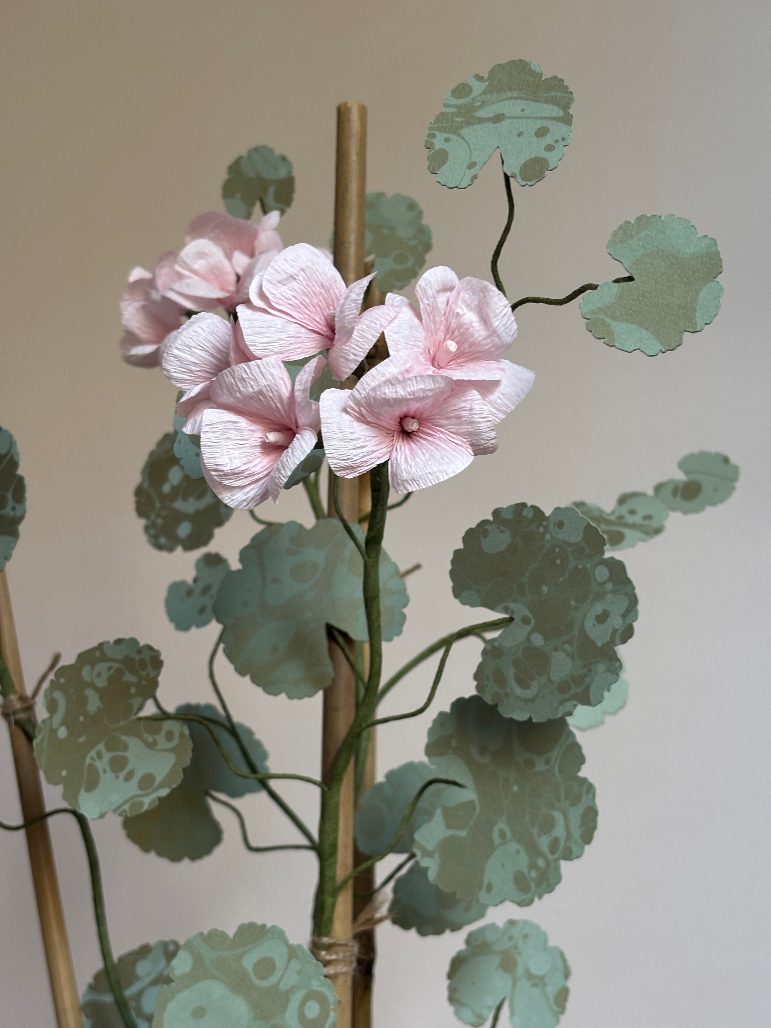 Paper Geranium