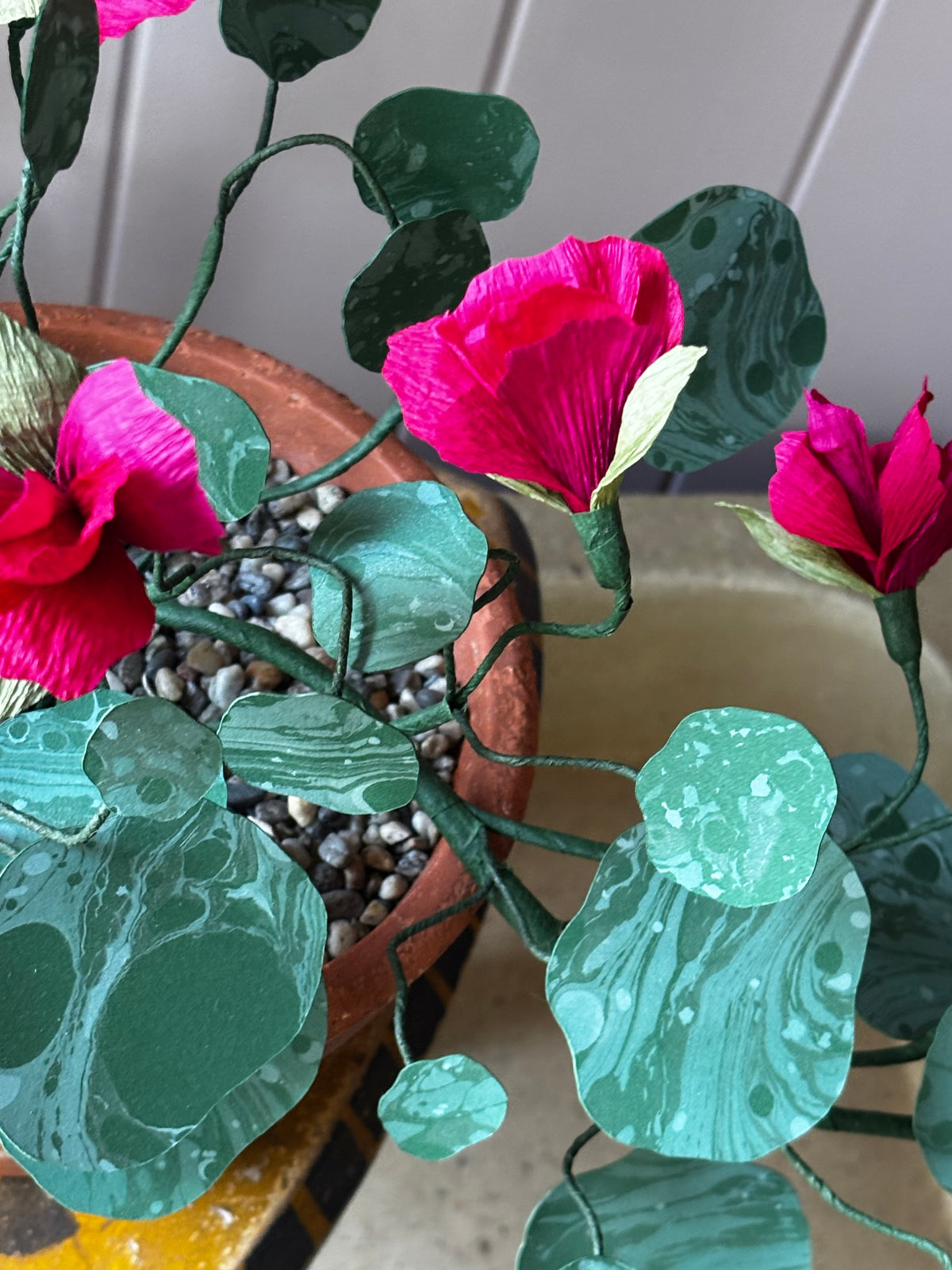 Paper Nasturtium, trailing