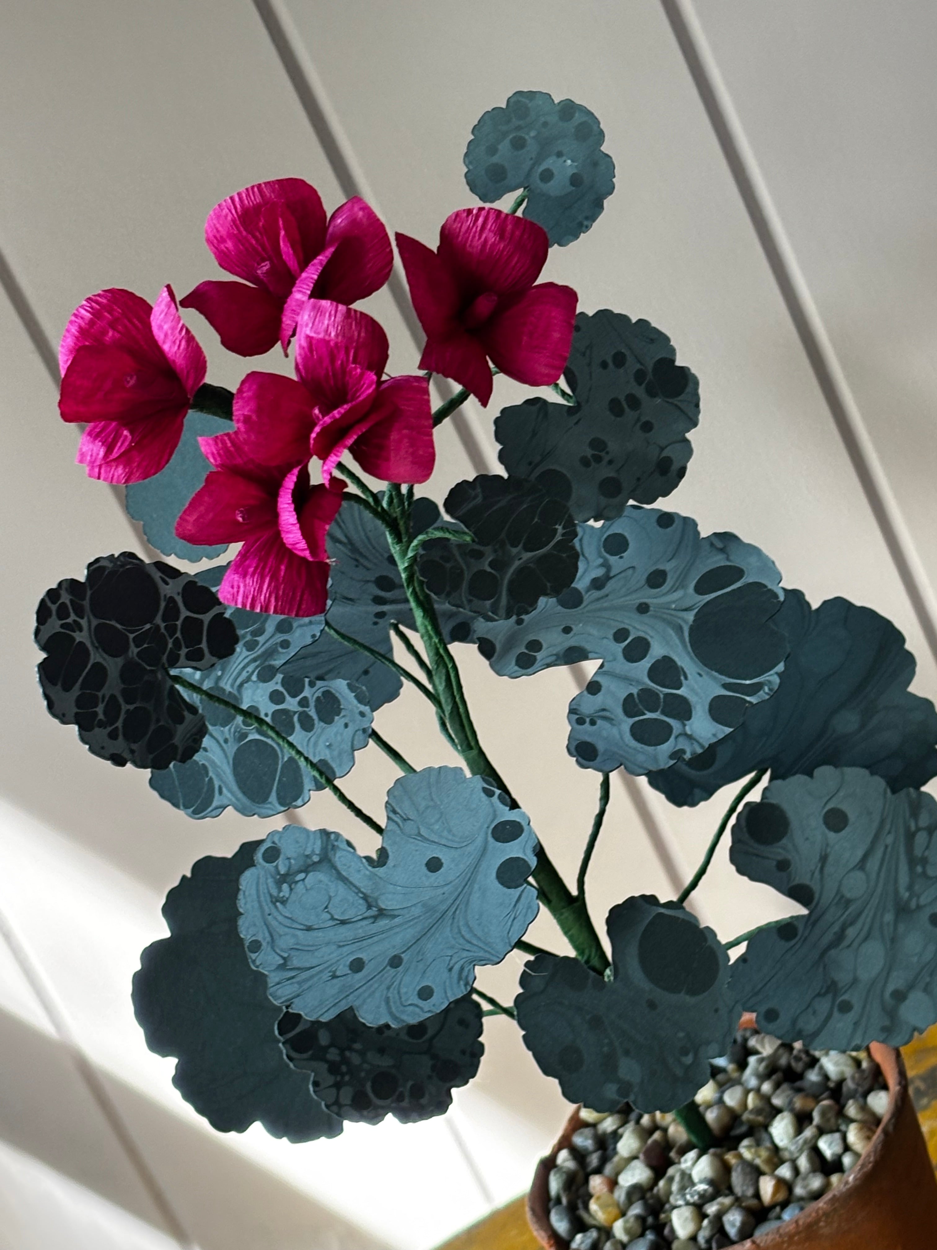 Paper geranium