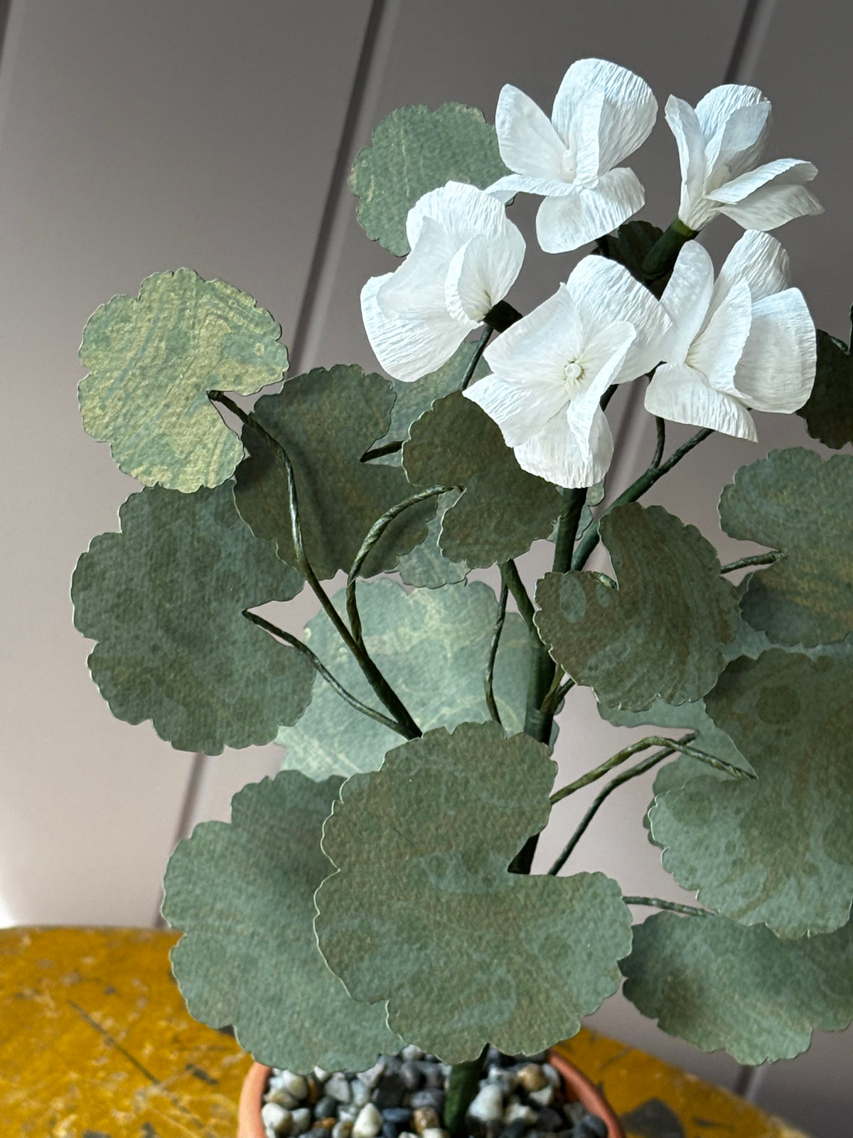 Paper geranium
