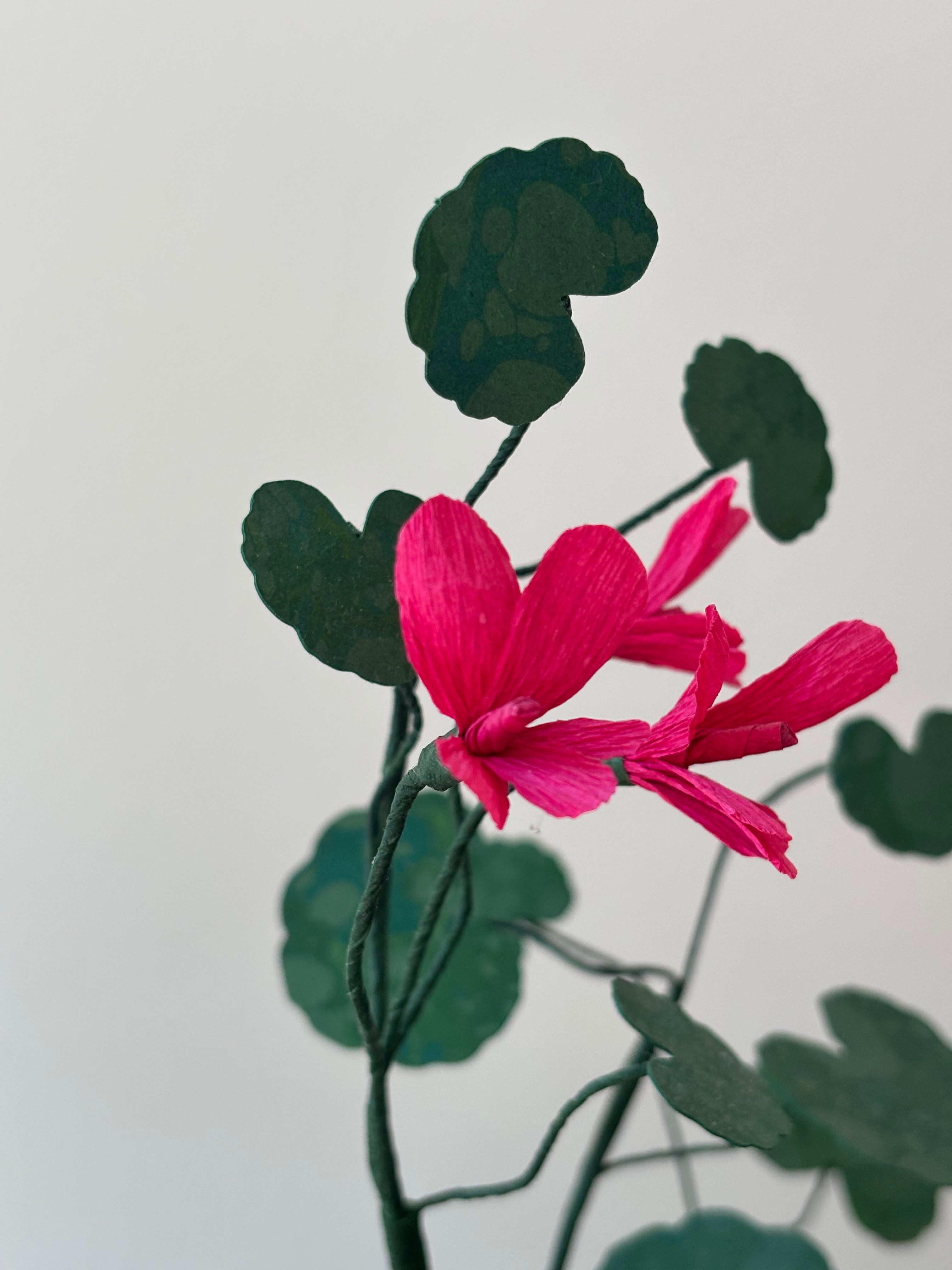 Paper Geranium