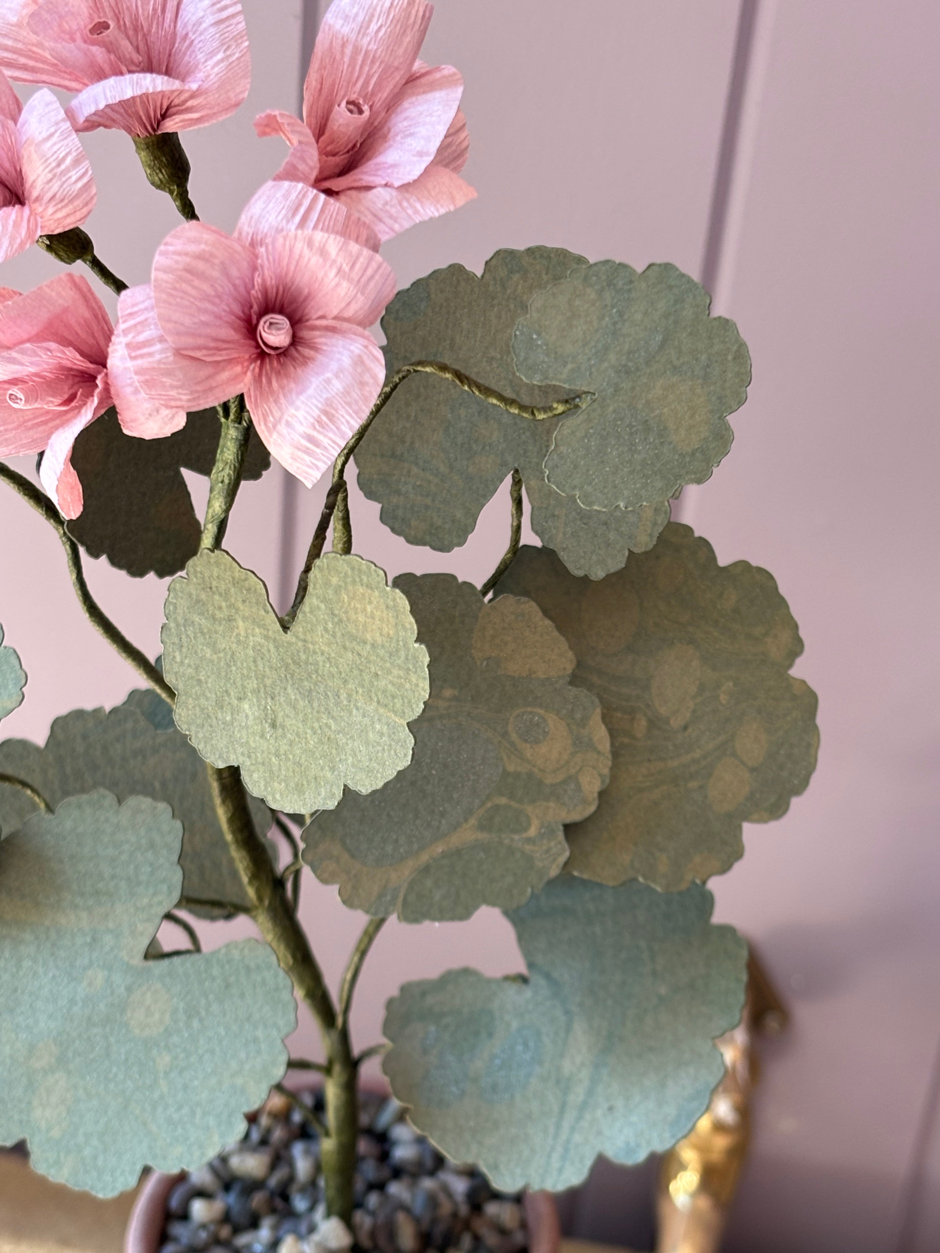 Paper geranium