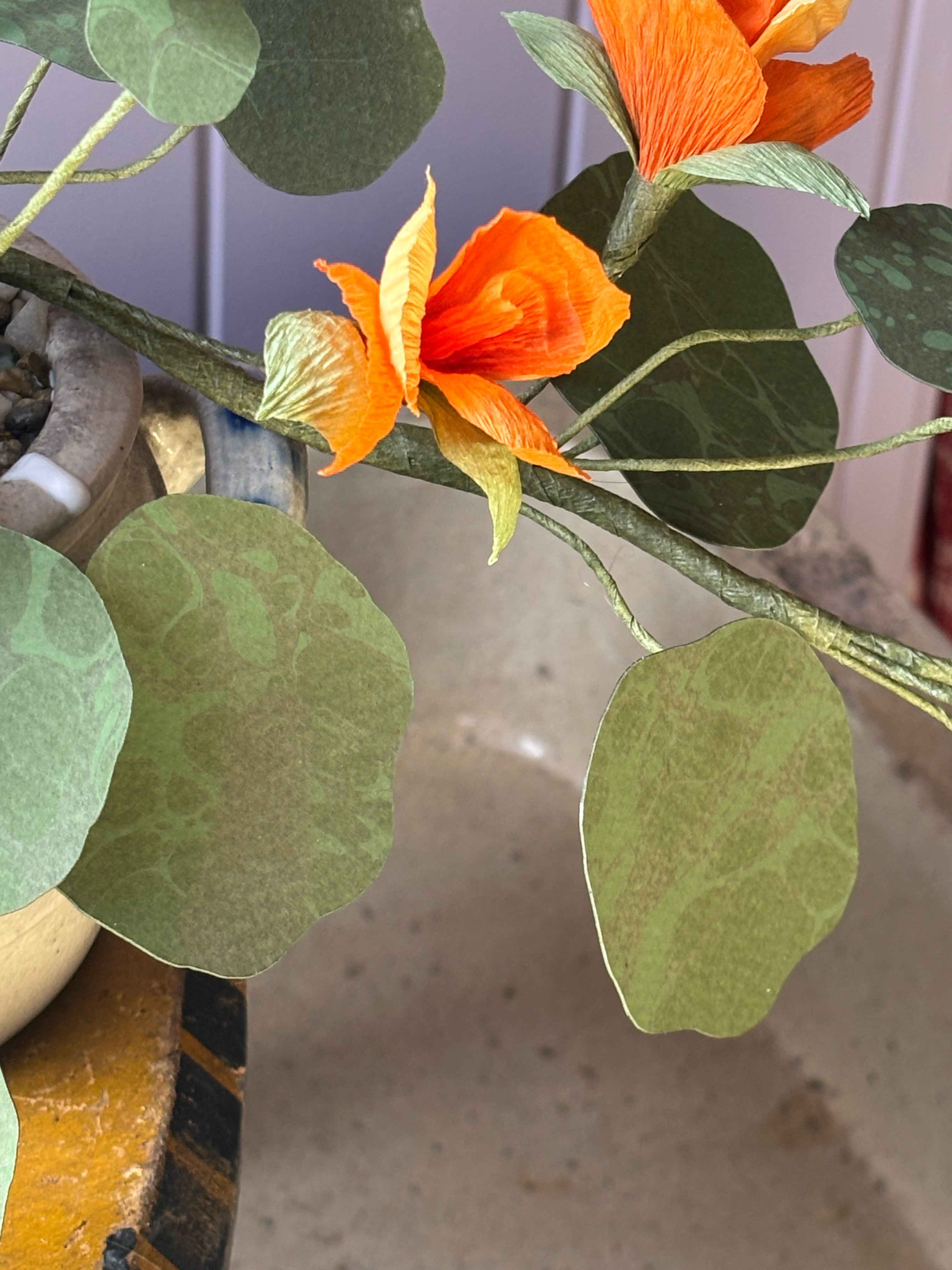Nasturtium, trailing