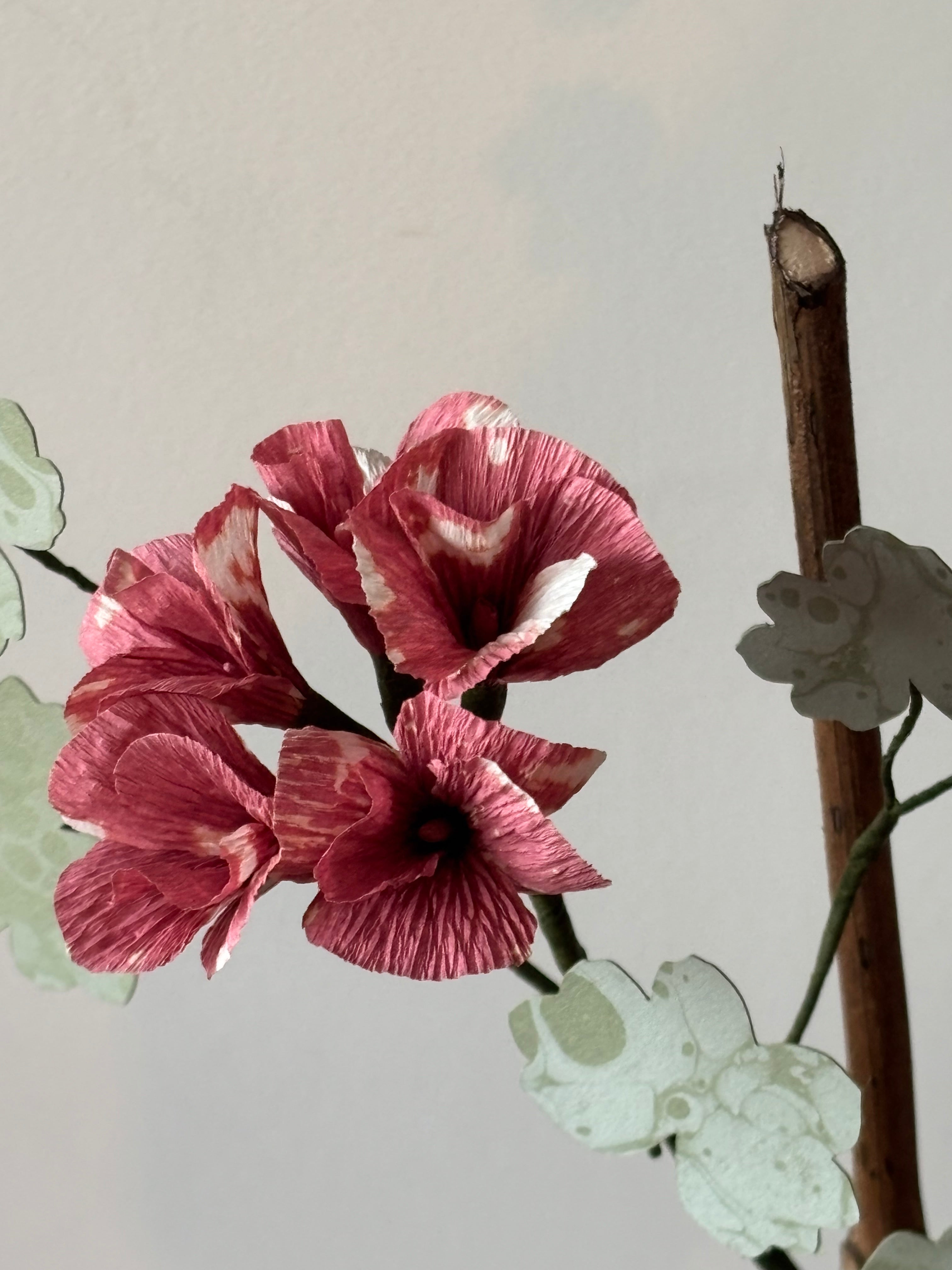 Paper Geranium