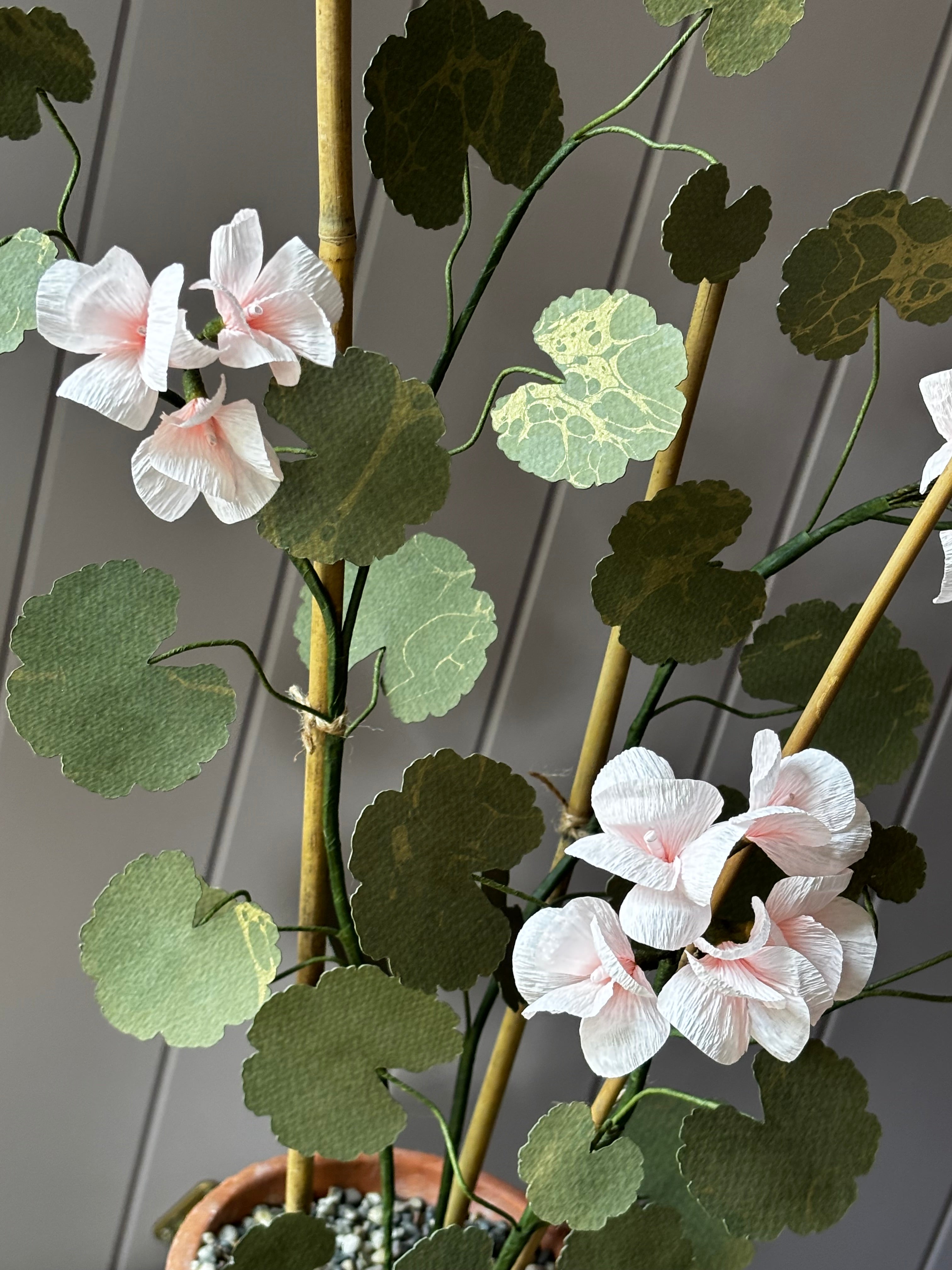 Paper geranium