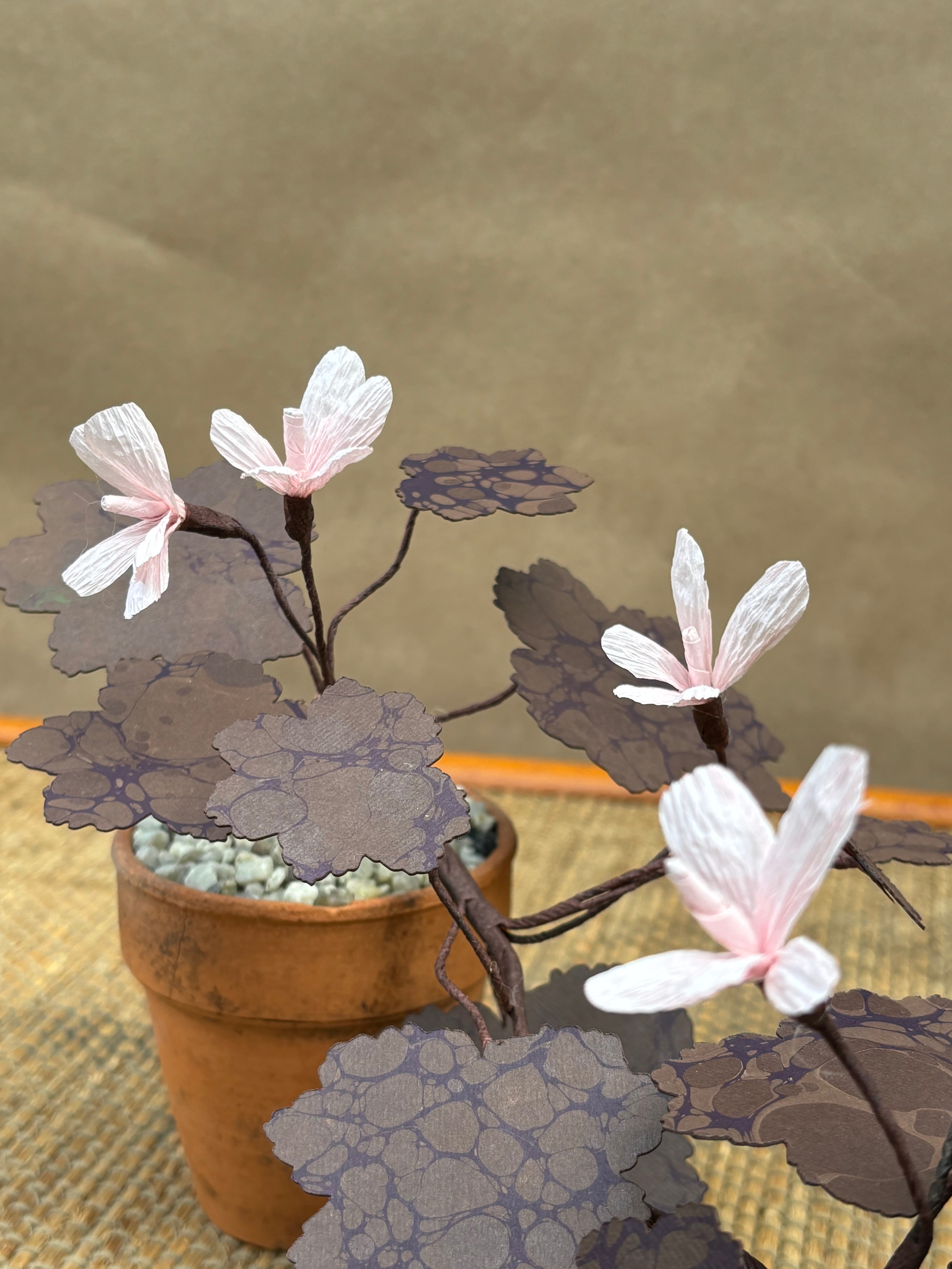 Paper Geranium, trailing