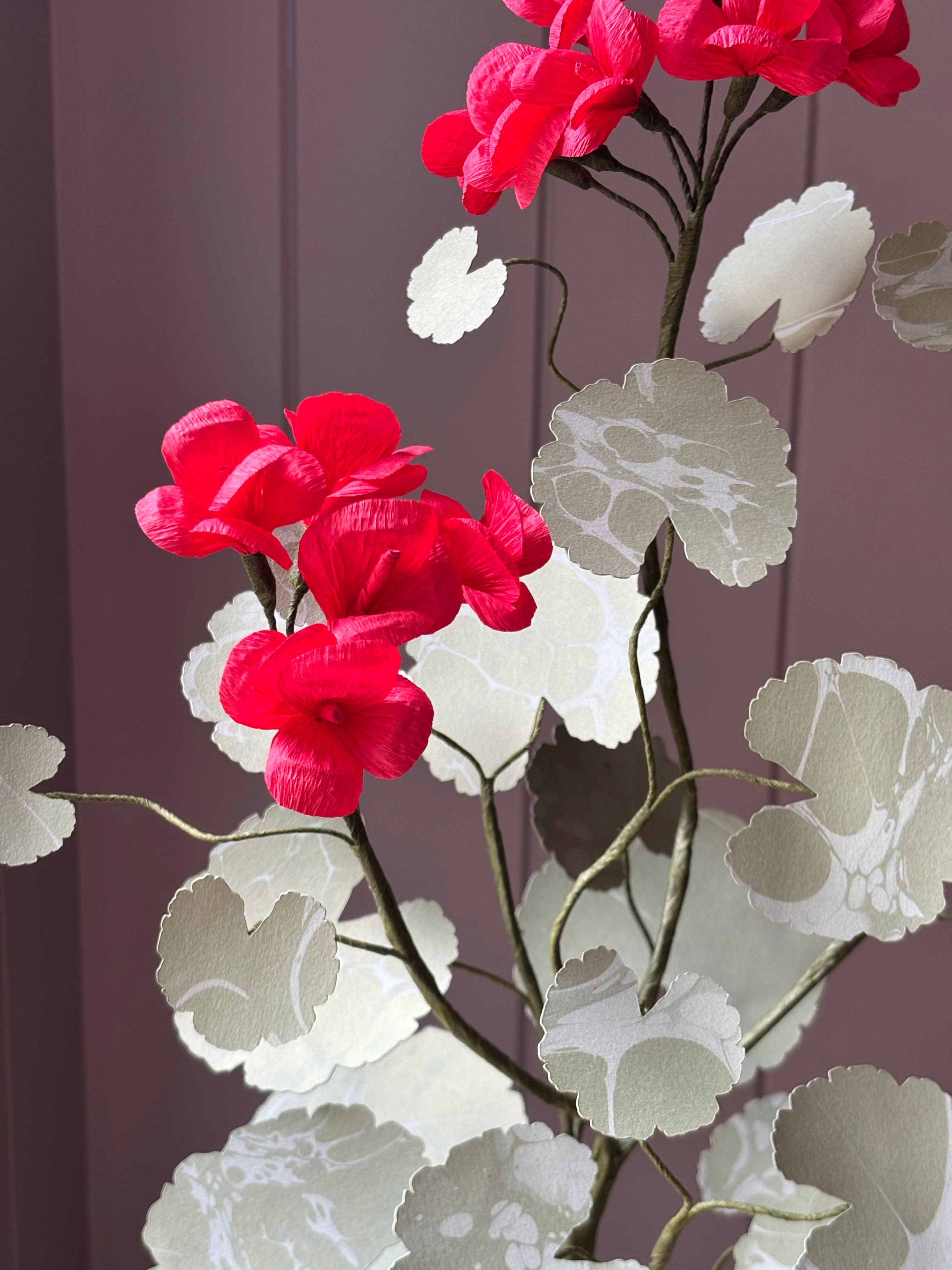 Paper geranium