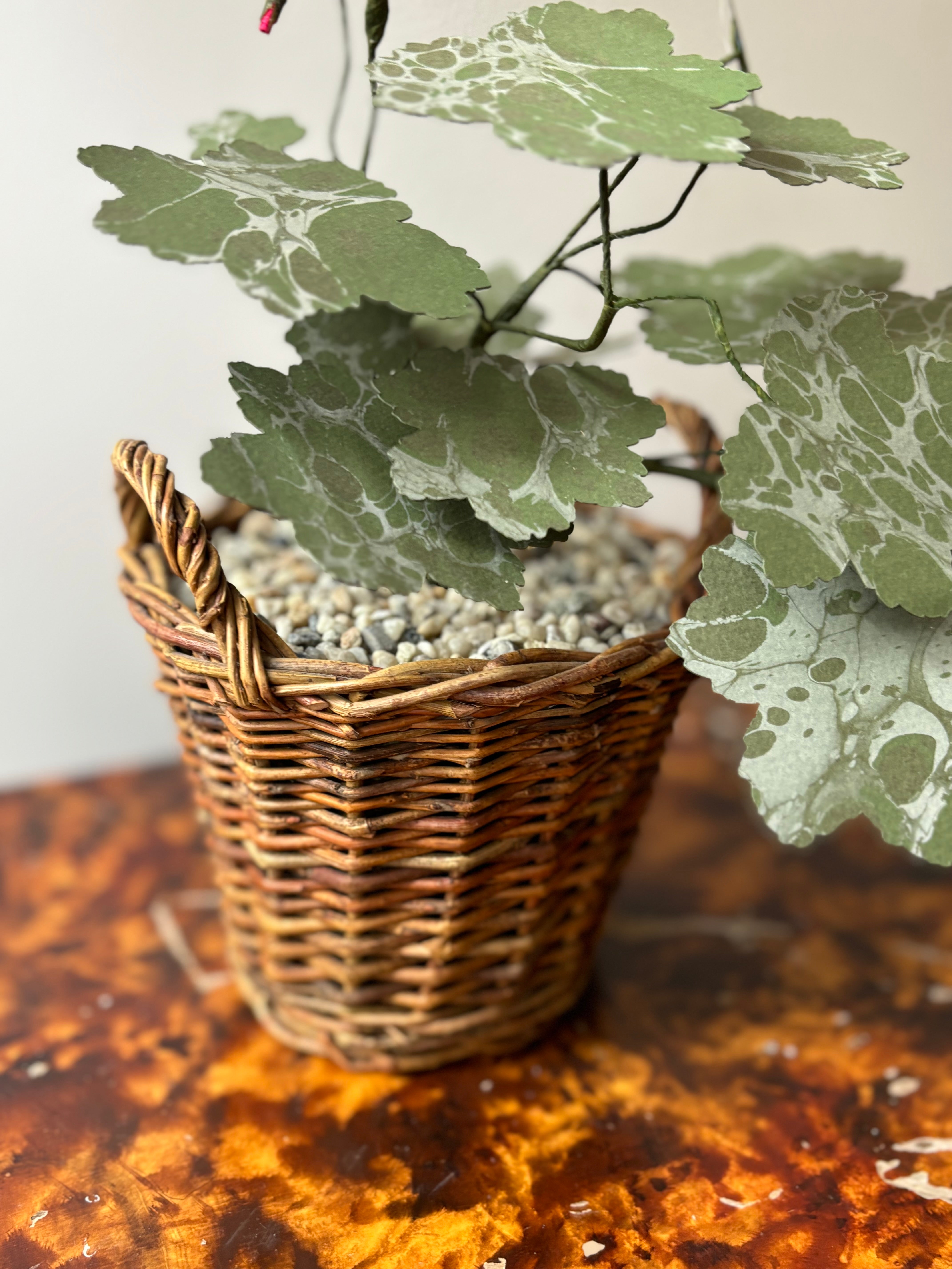 Paper Geranium, trailing