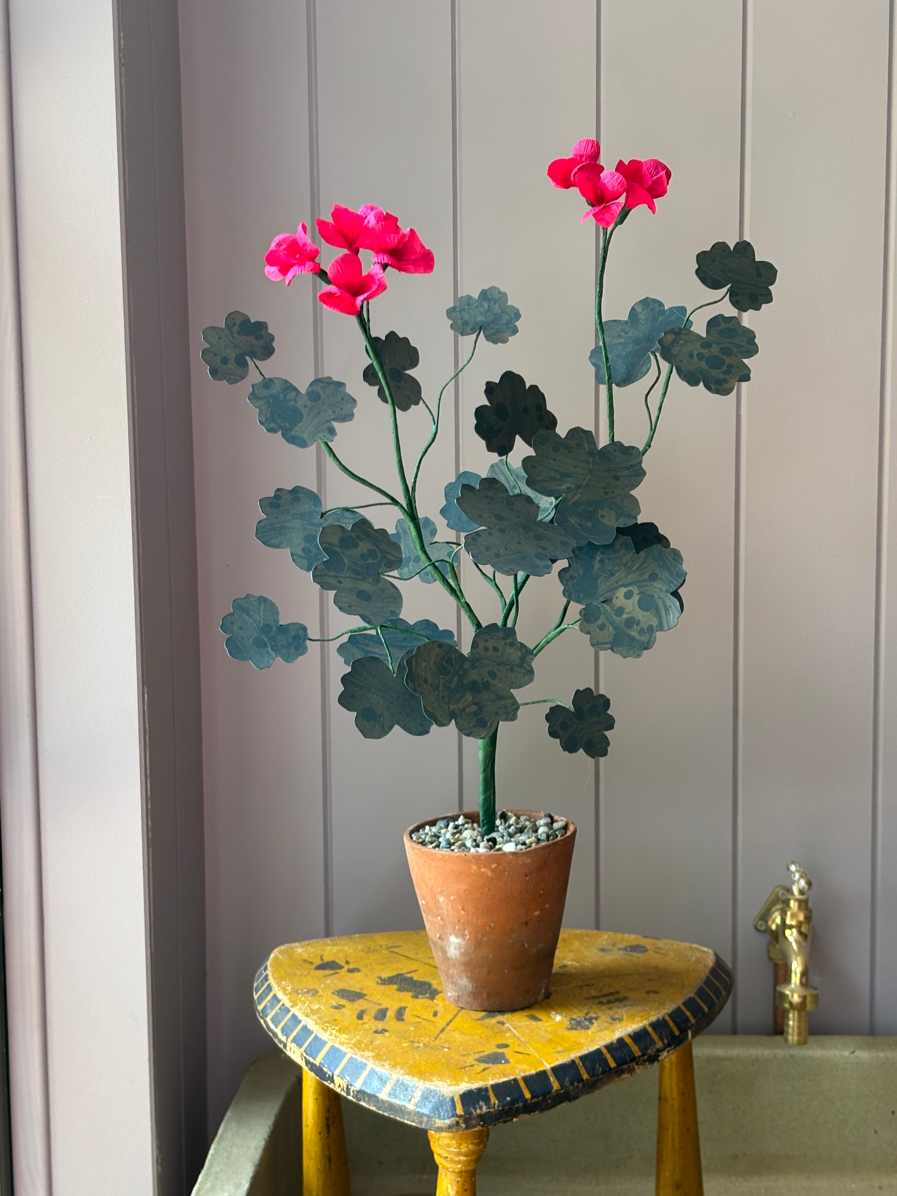 Paper geranium