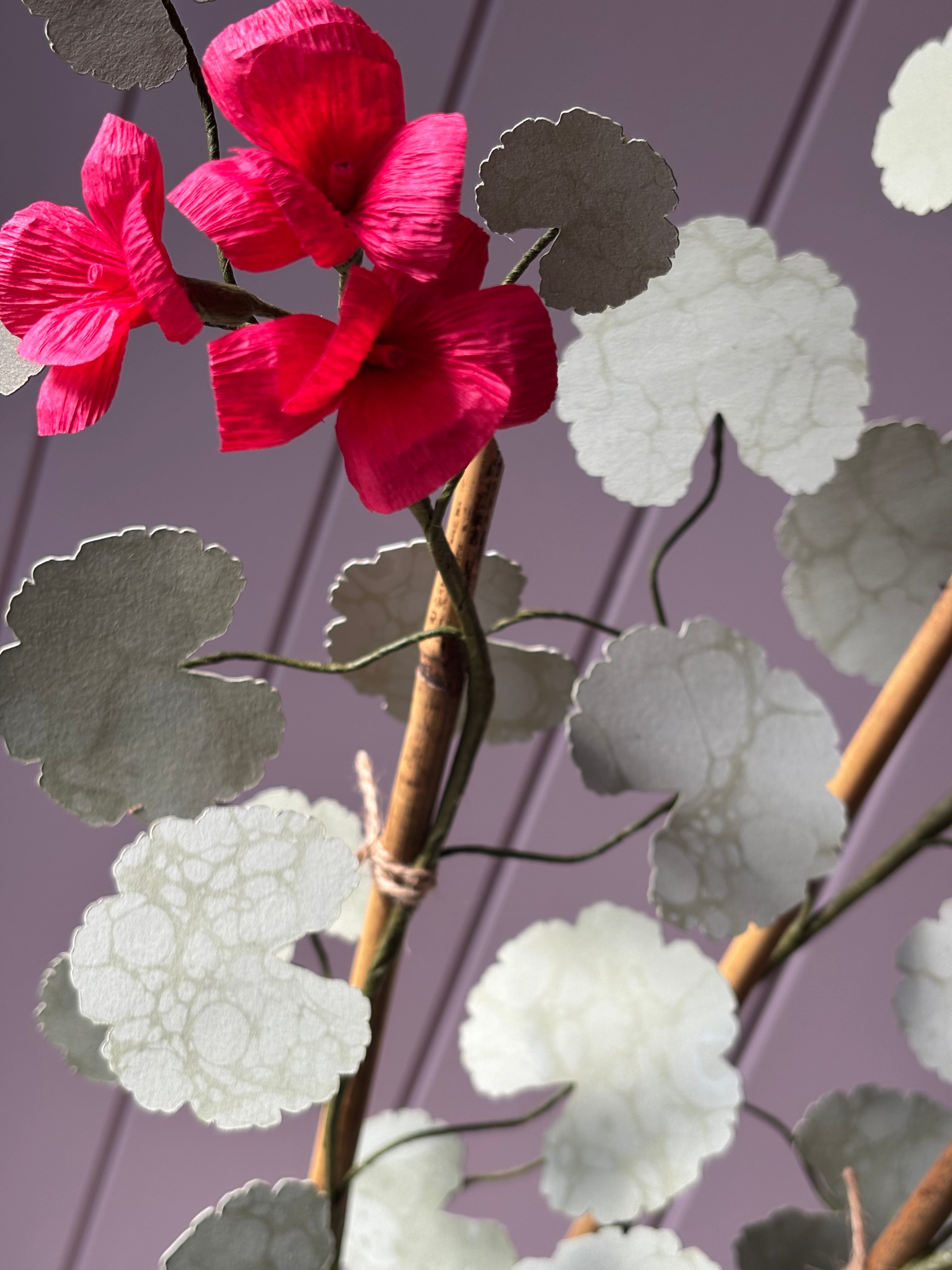 Paper geranium
