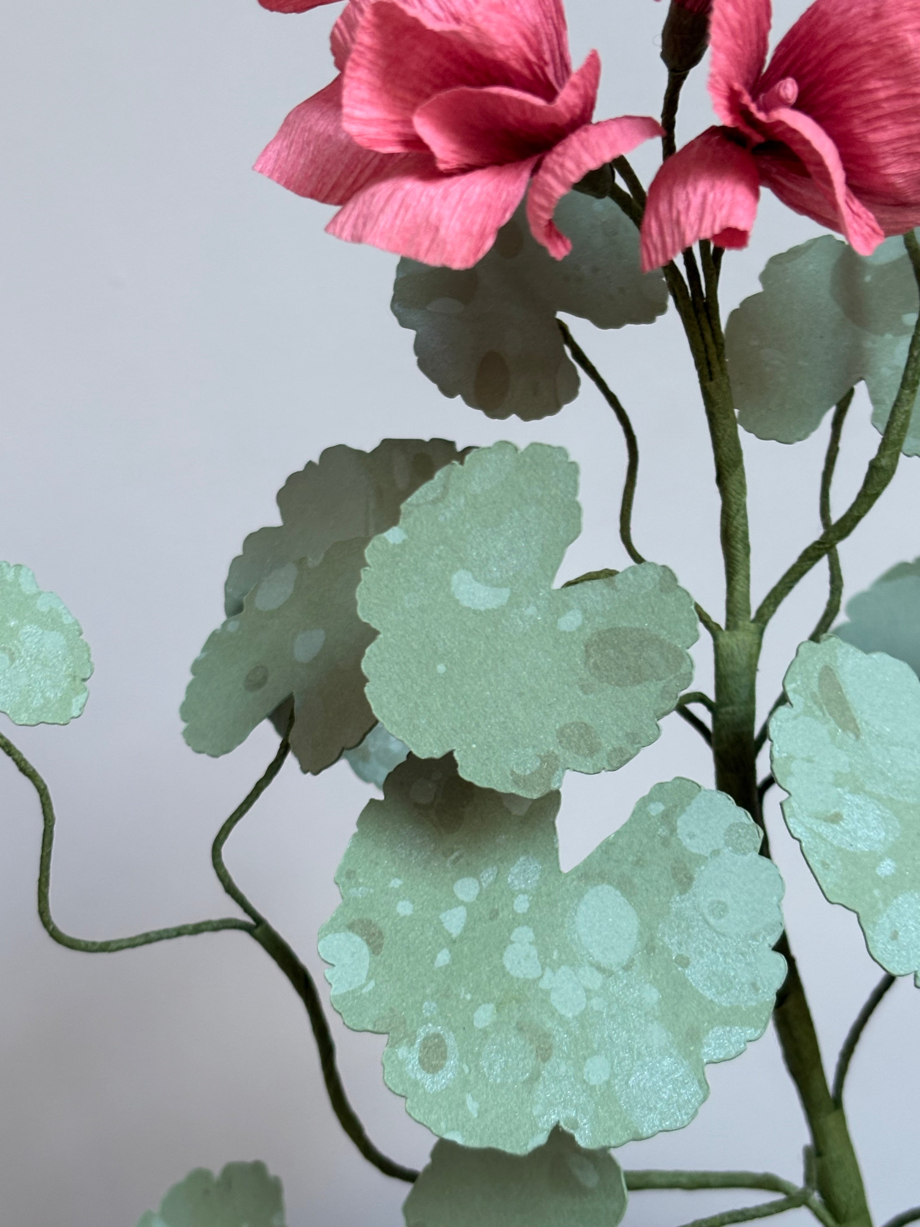 Paper Geranium hh