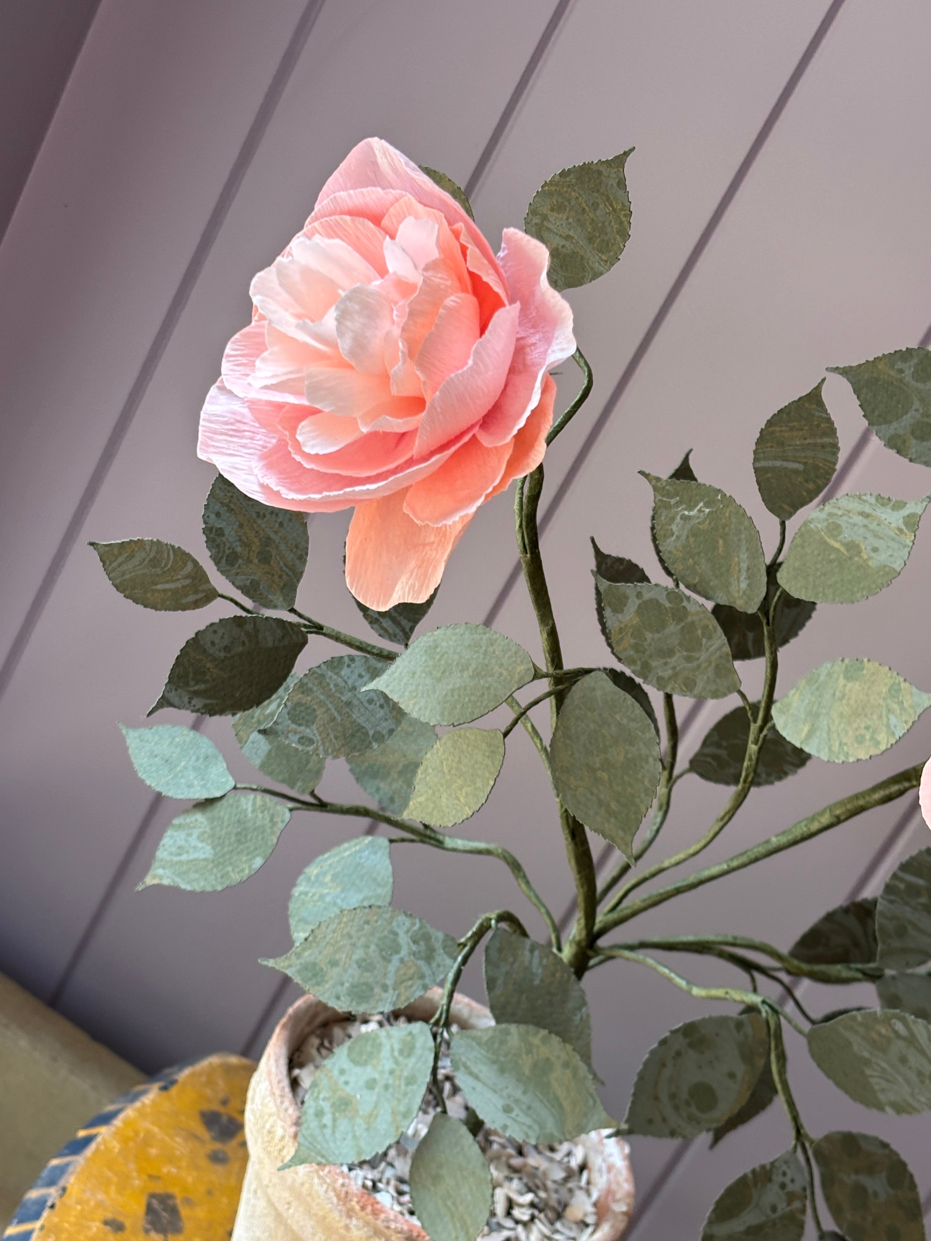 Paper Shrub Rose