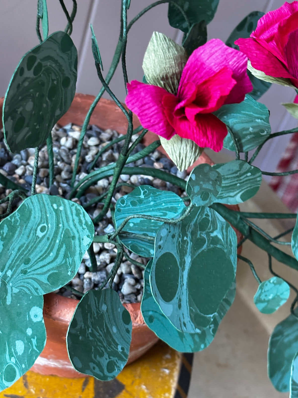 Paper Nasturtium, trailing