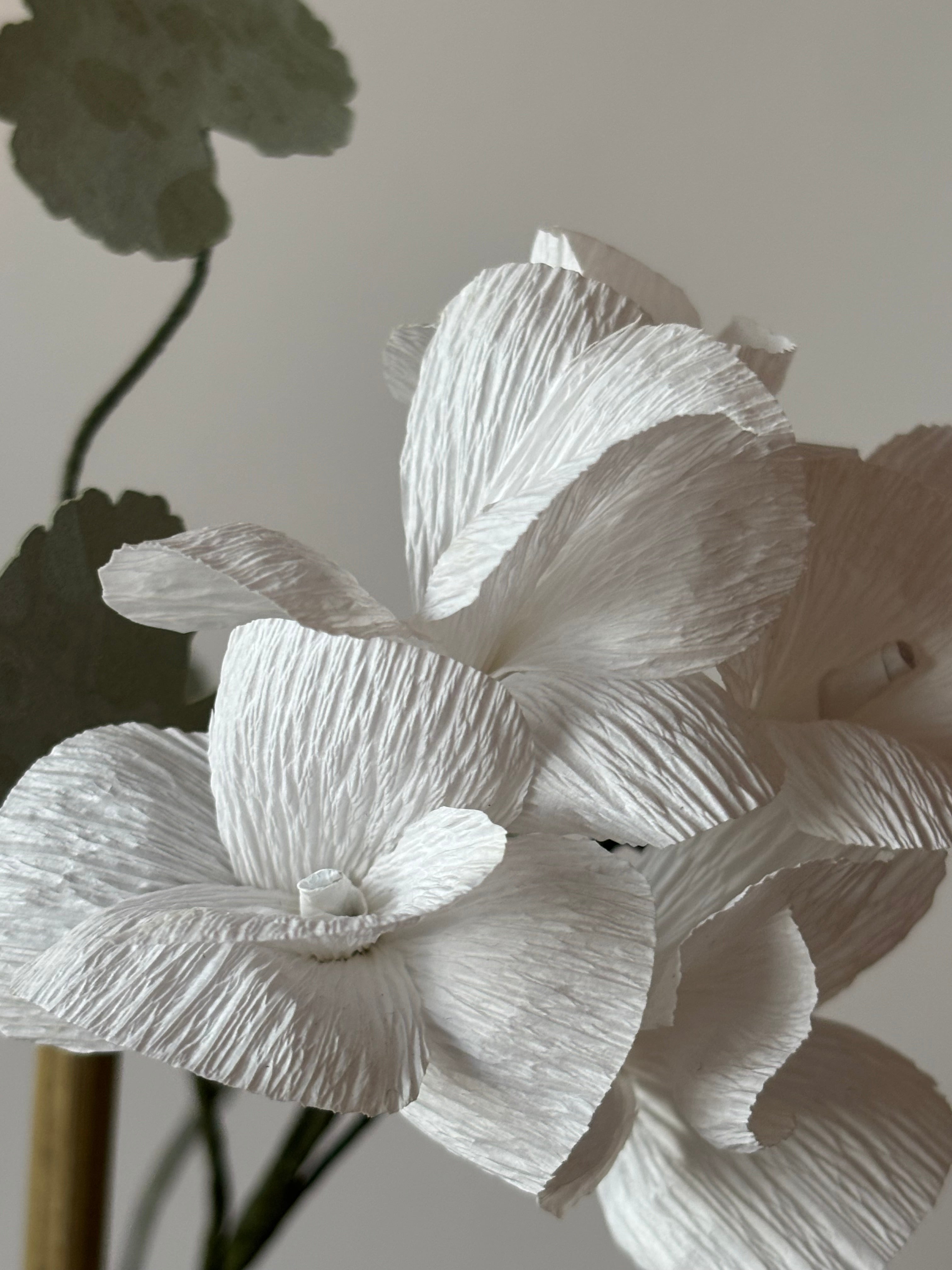 Paper Geranium