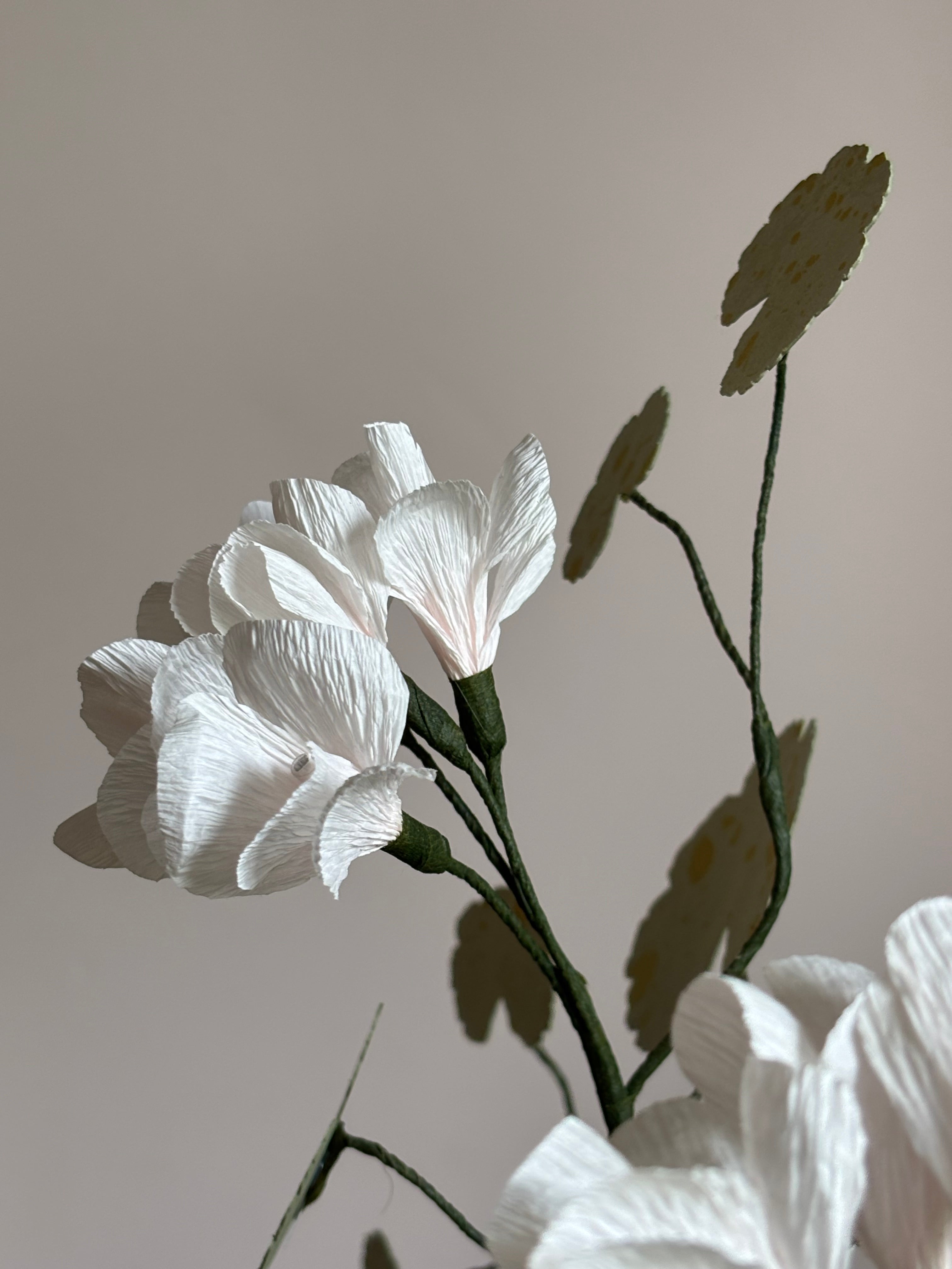 Paper Geranium