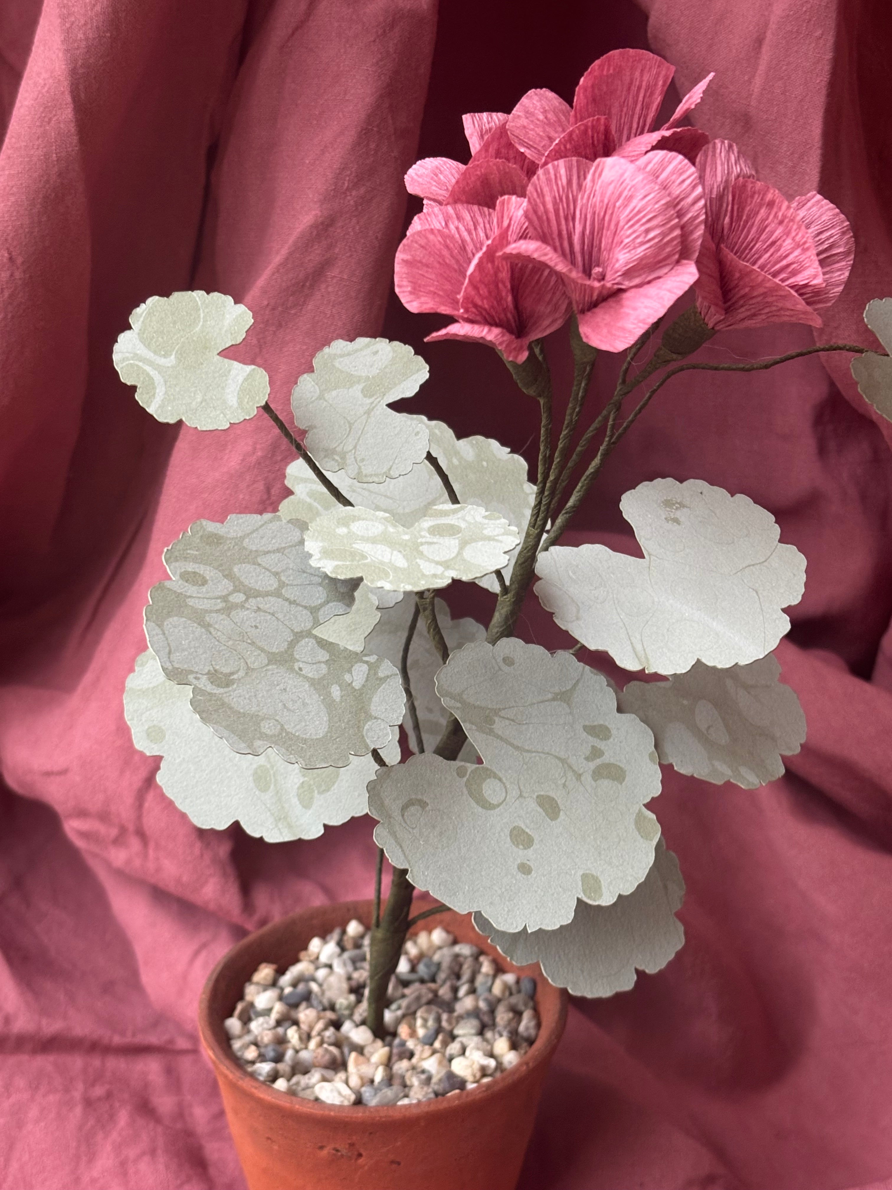 Paper Geranium