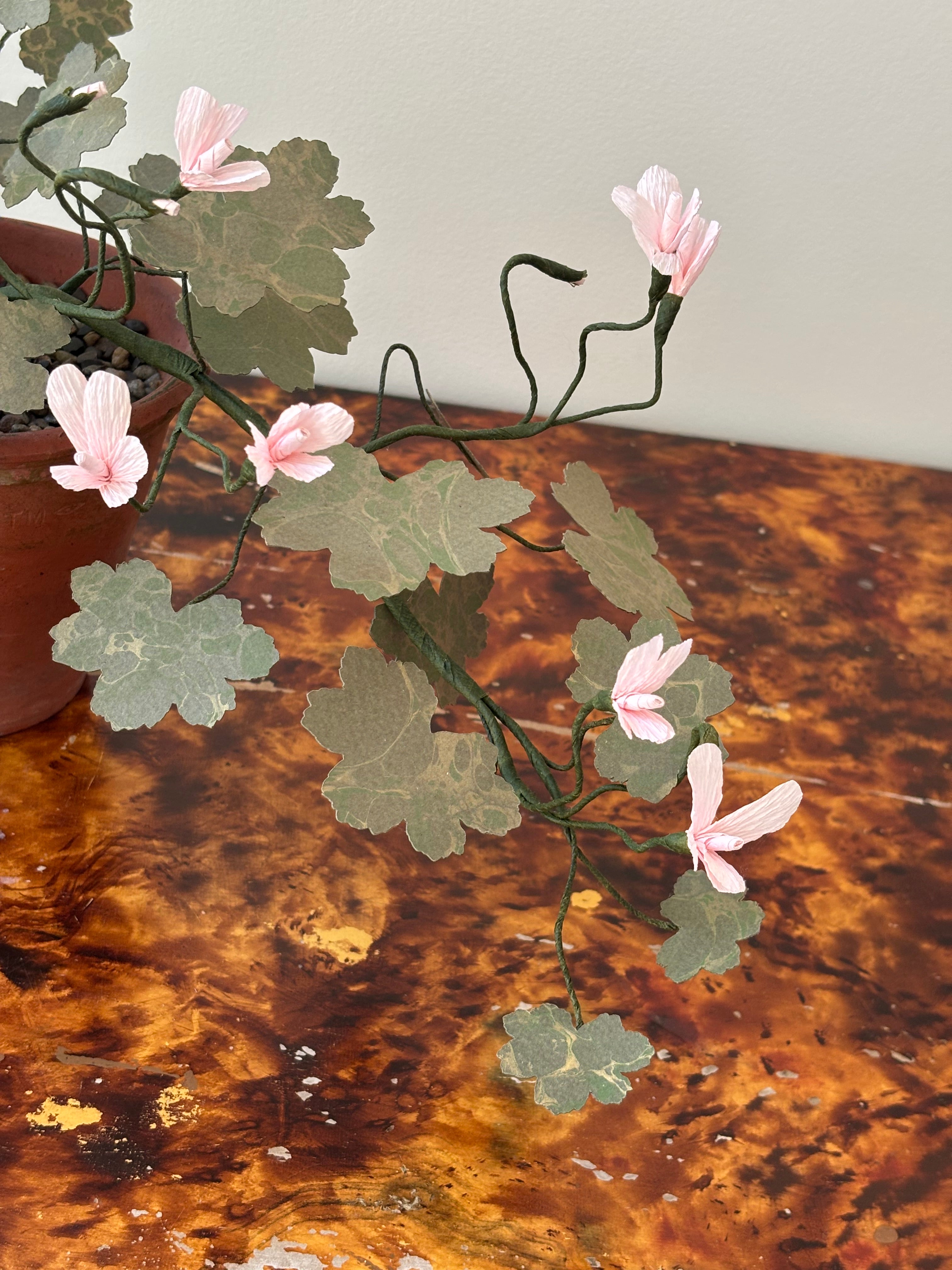 Paper Geranium, trailing