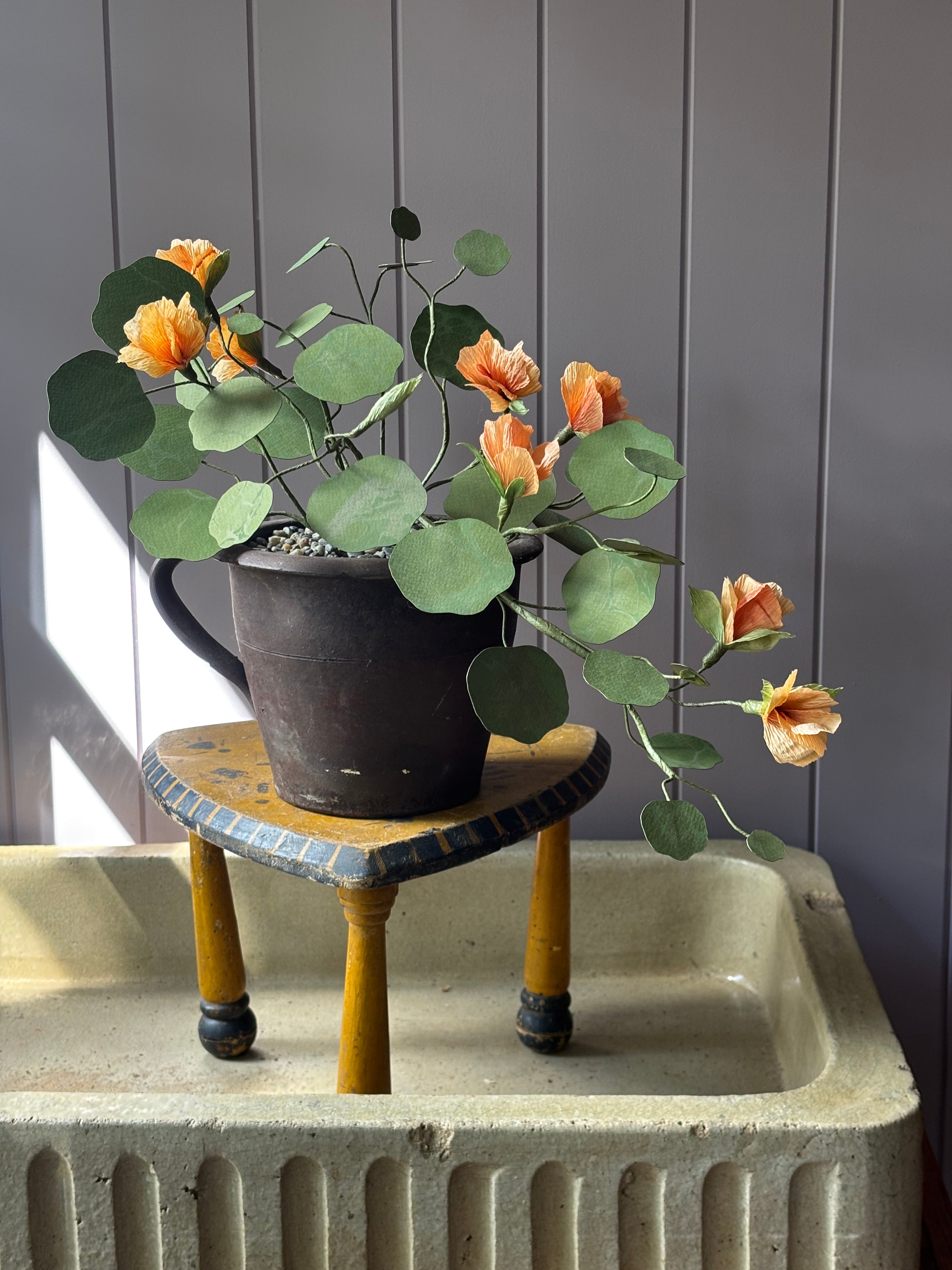 Paper nasturtium