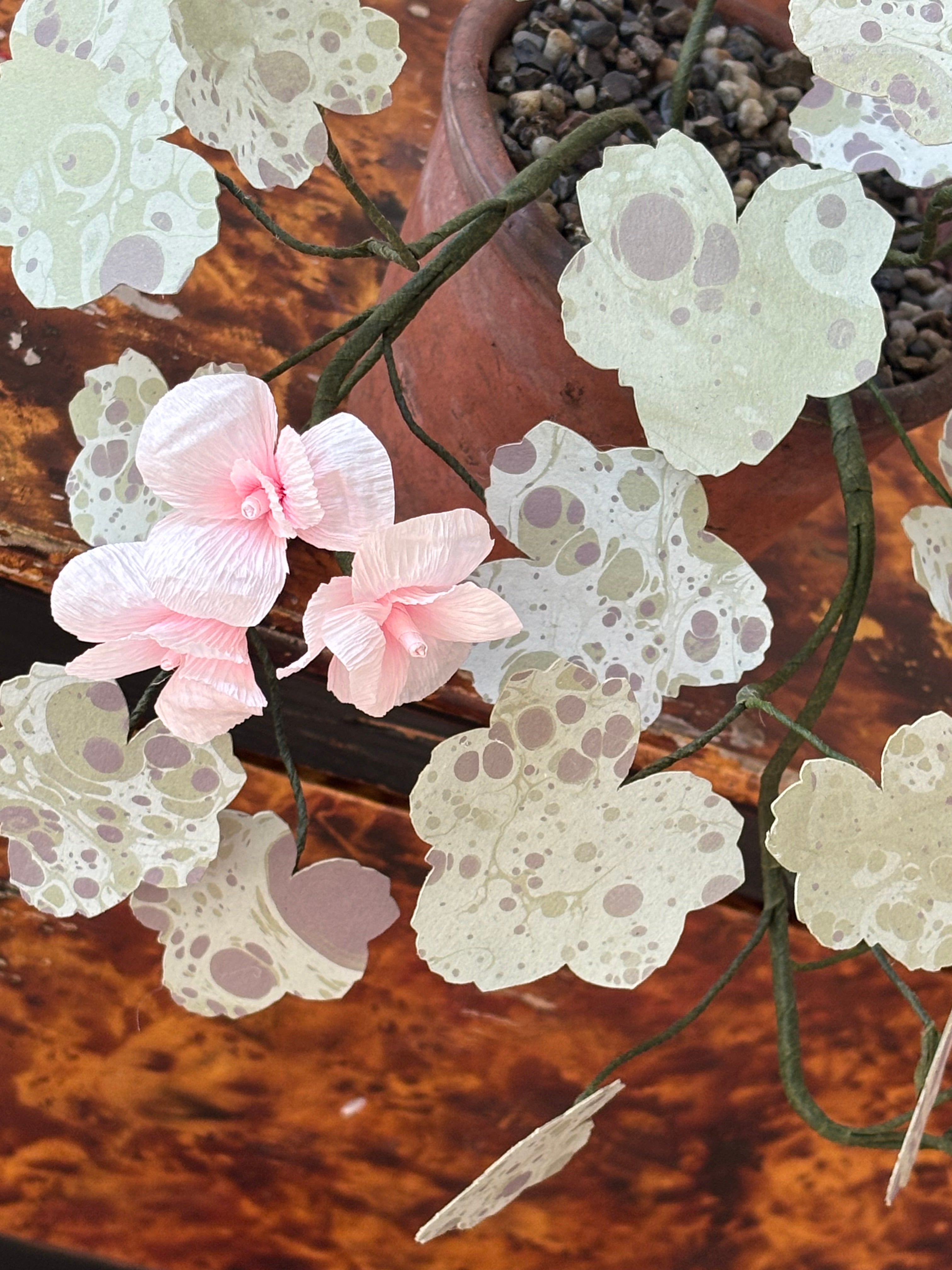 Paper Geranium, trailing