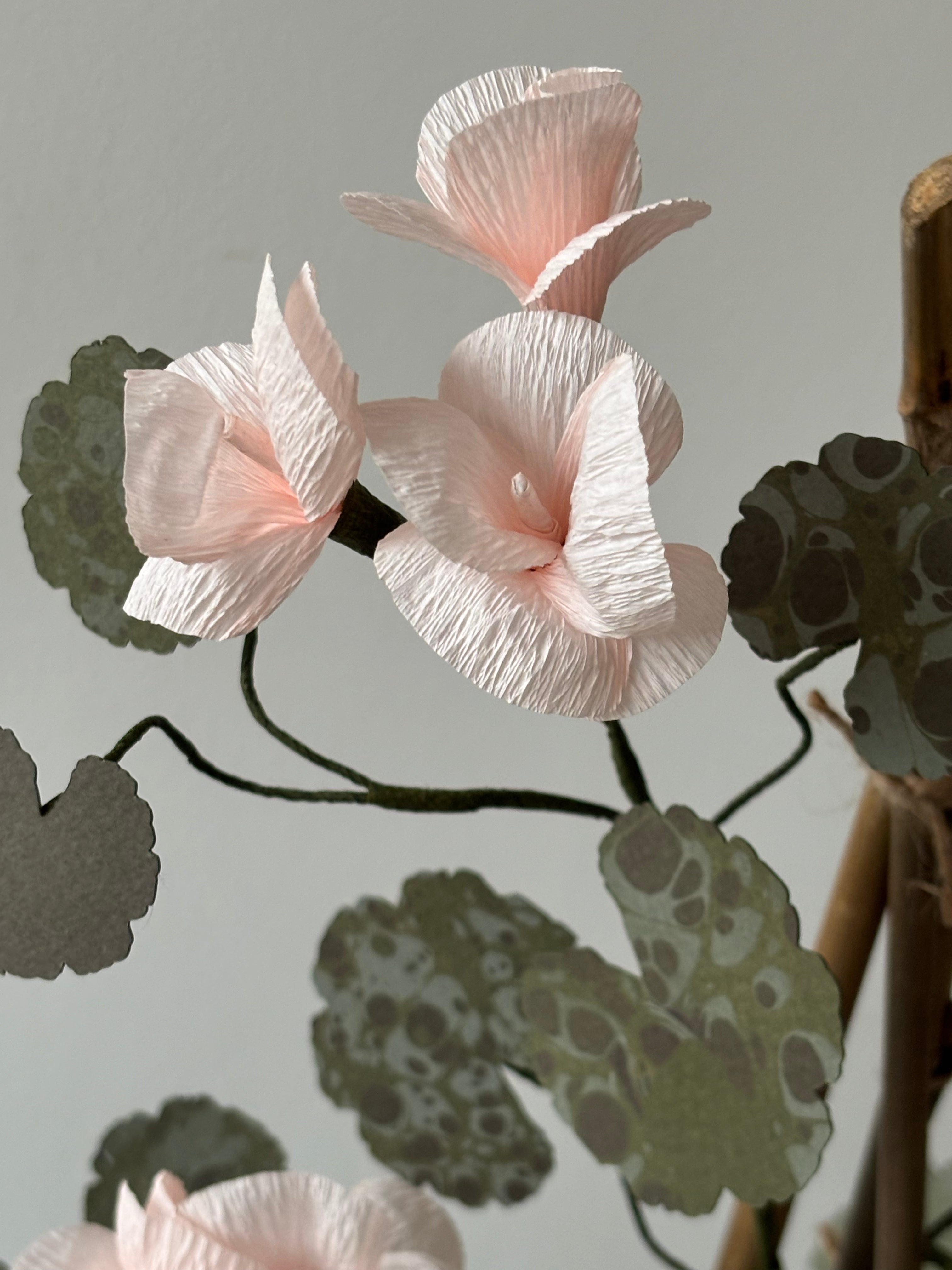 Paper Geranium