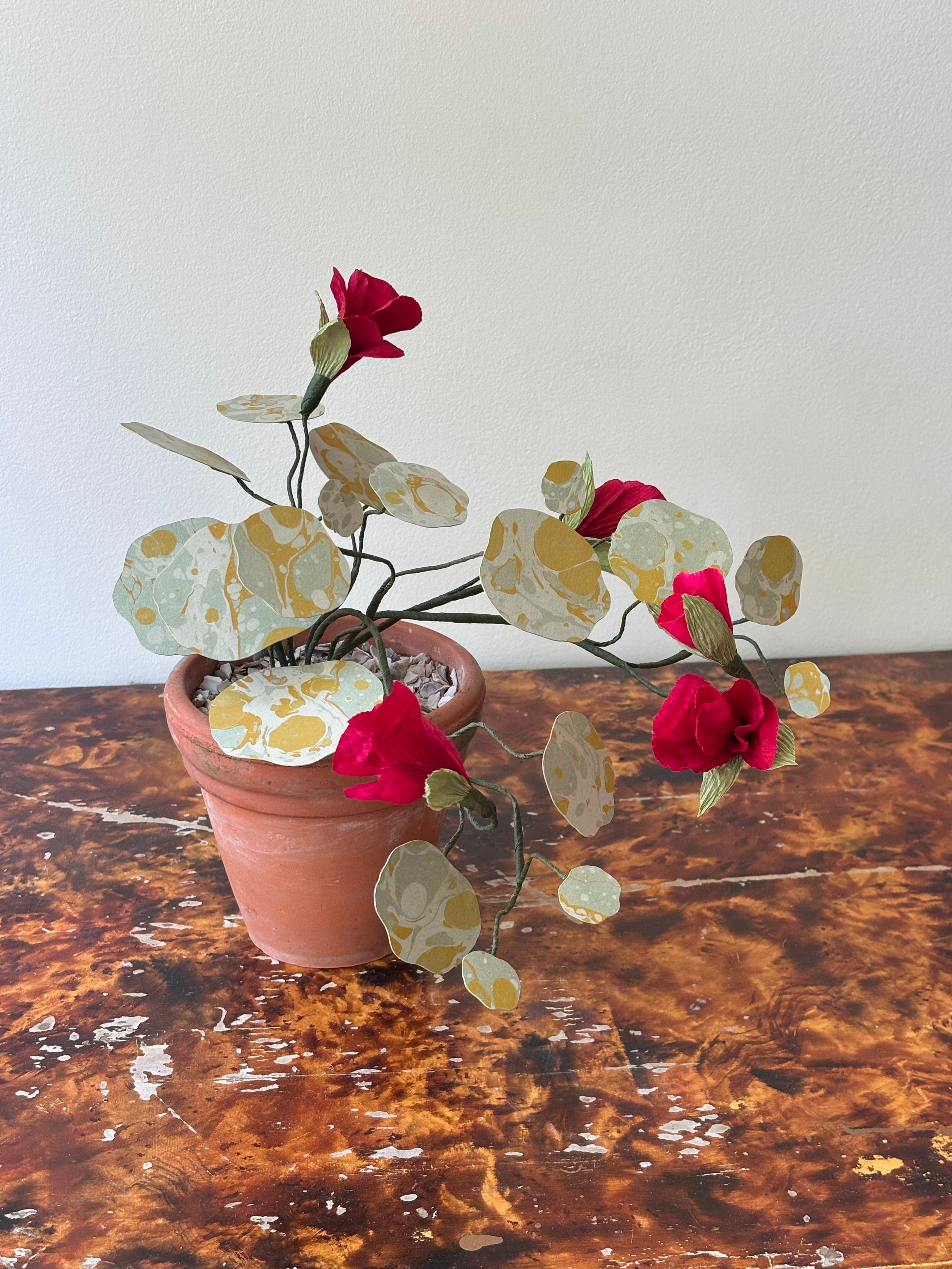 Nasturtium, trailing
