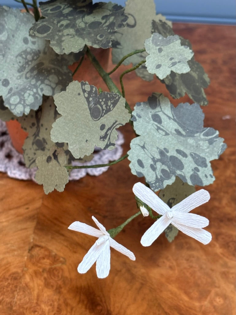 Geranium, trailing mini