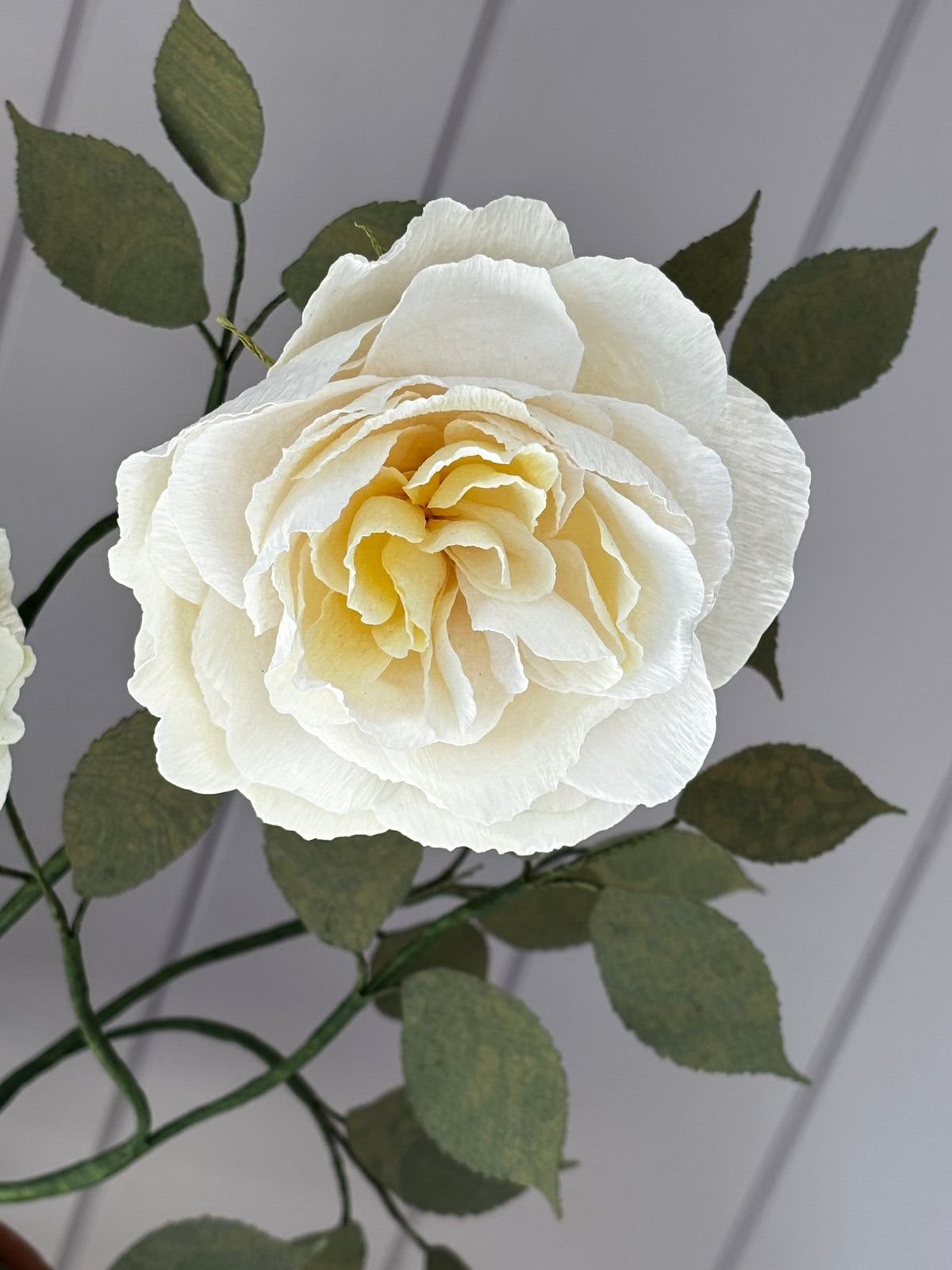 Paper Shrub Rose
