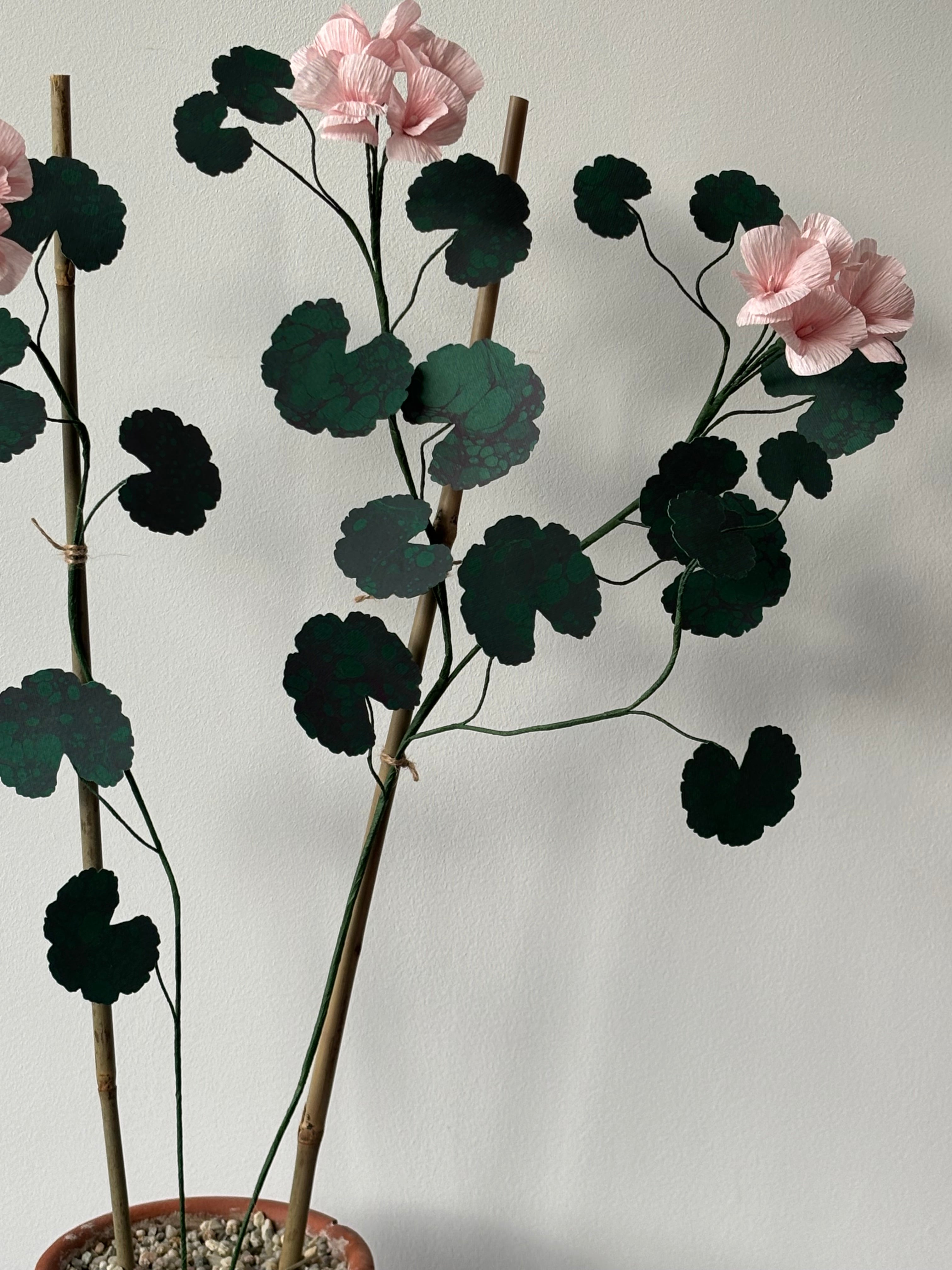 Paper Geranium