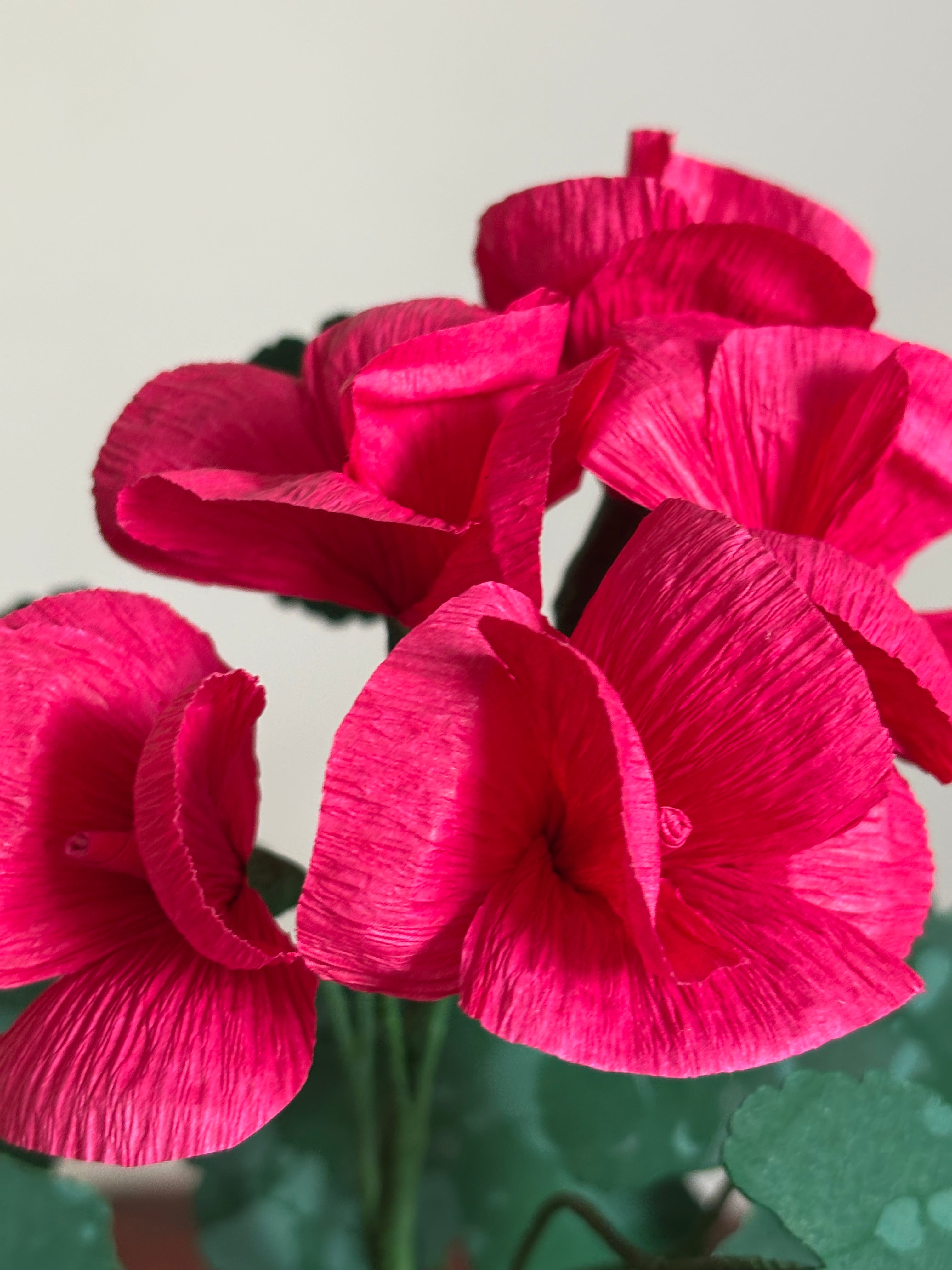 Paper Geranium