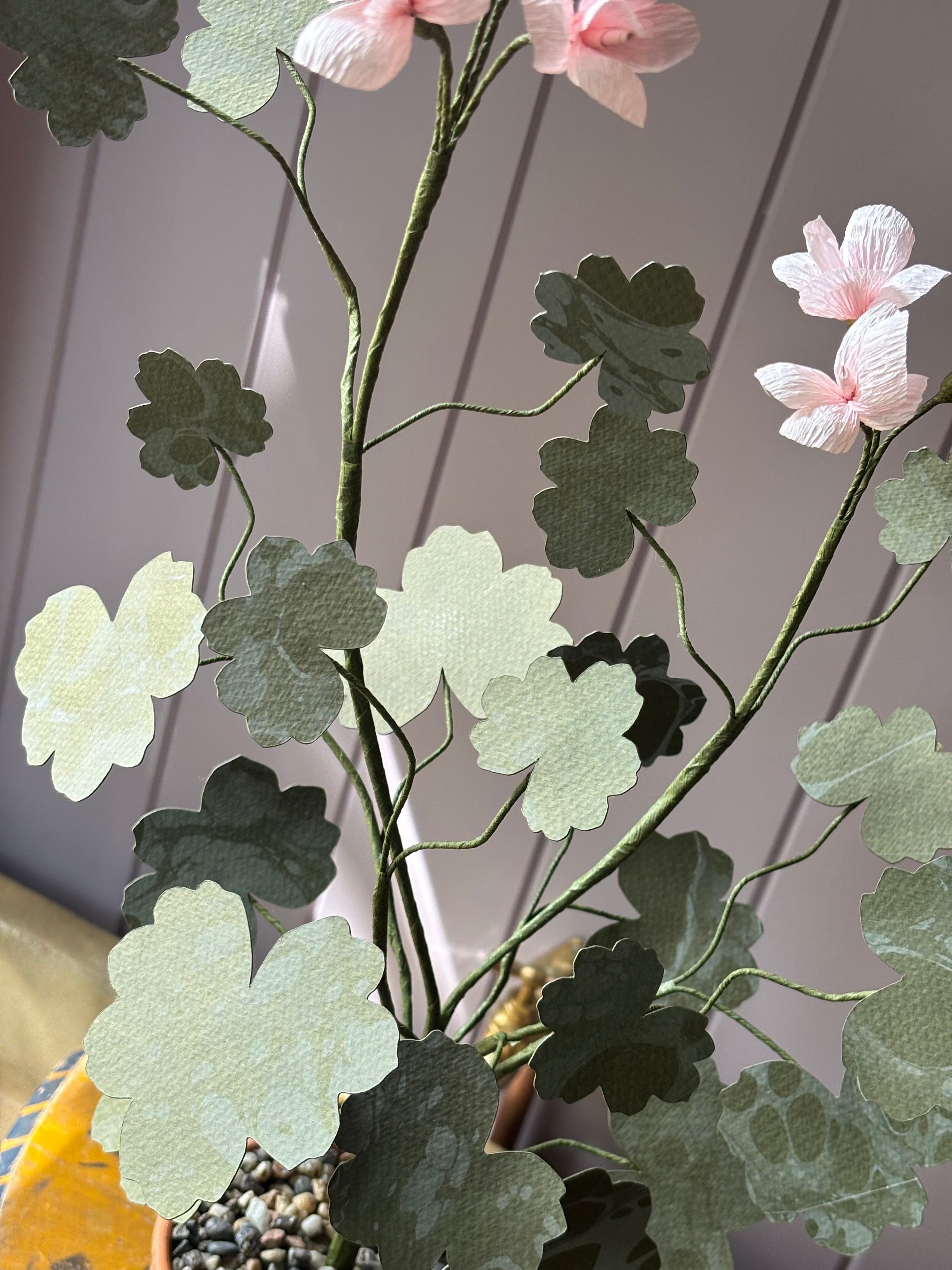 Paper geranium