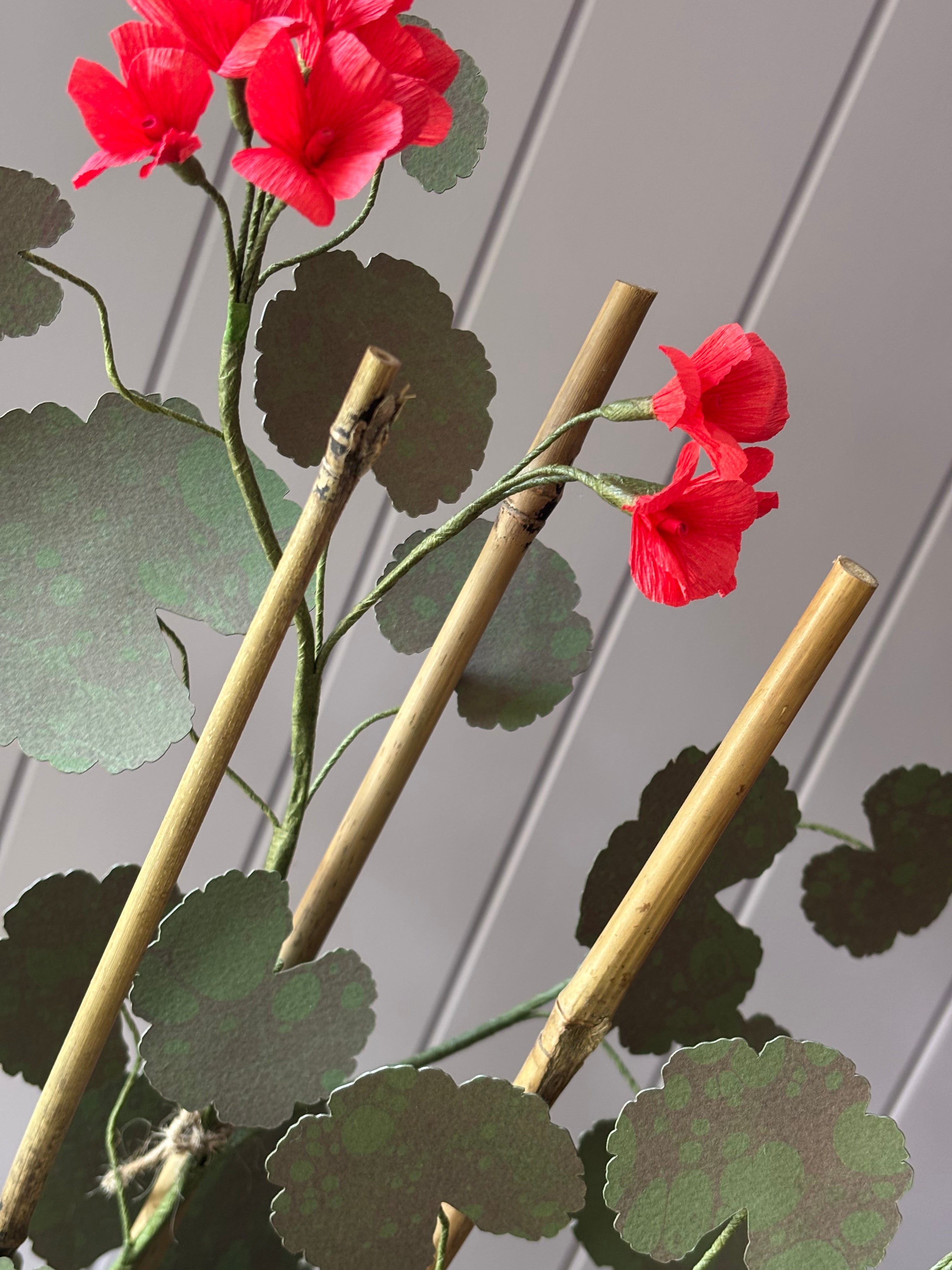 Paper geranium