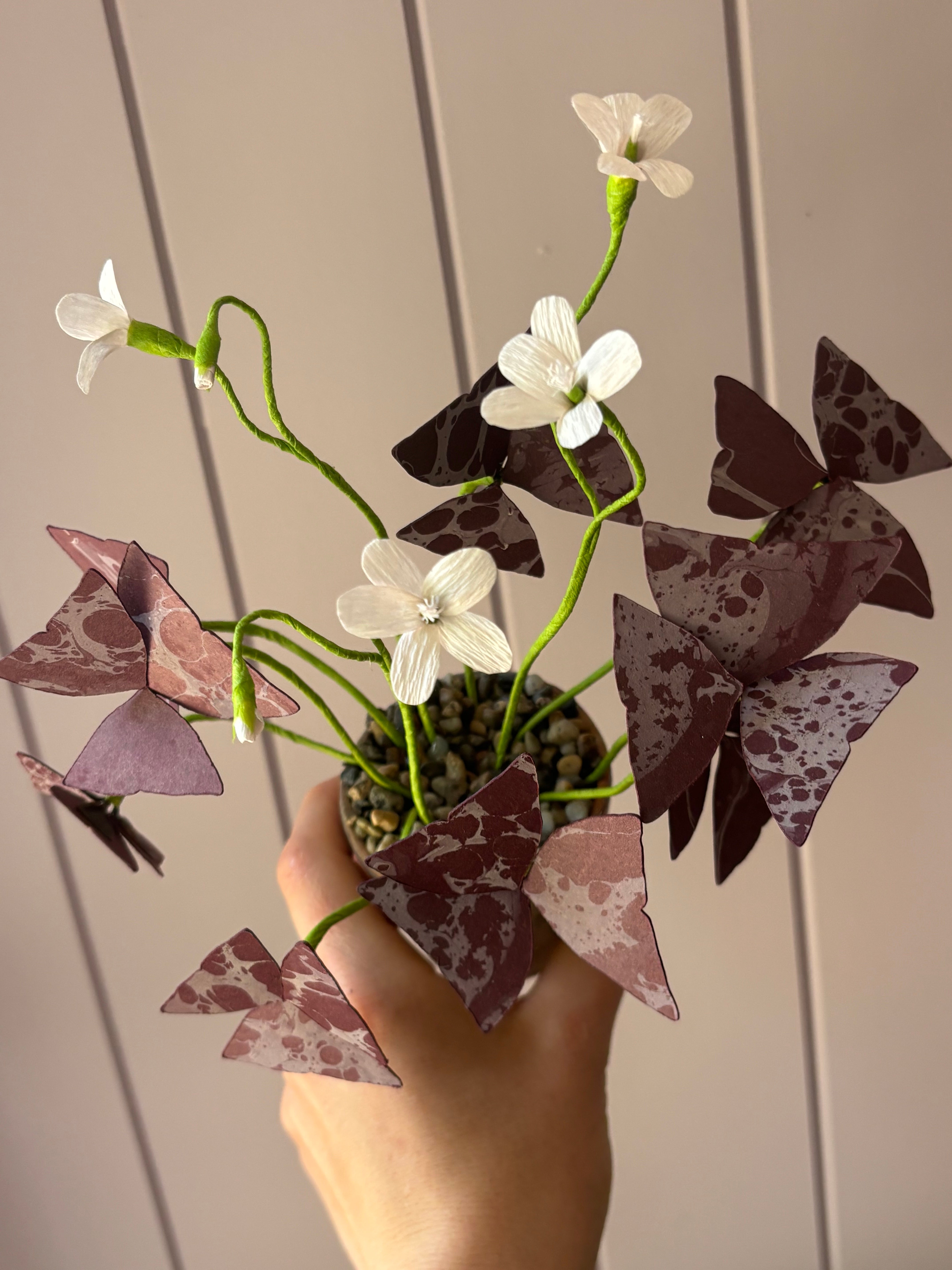 Paper Oxalis mini