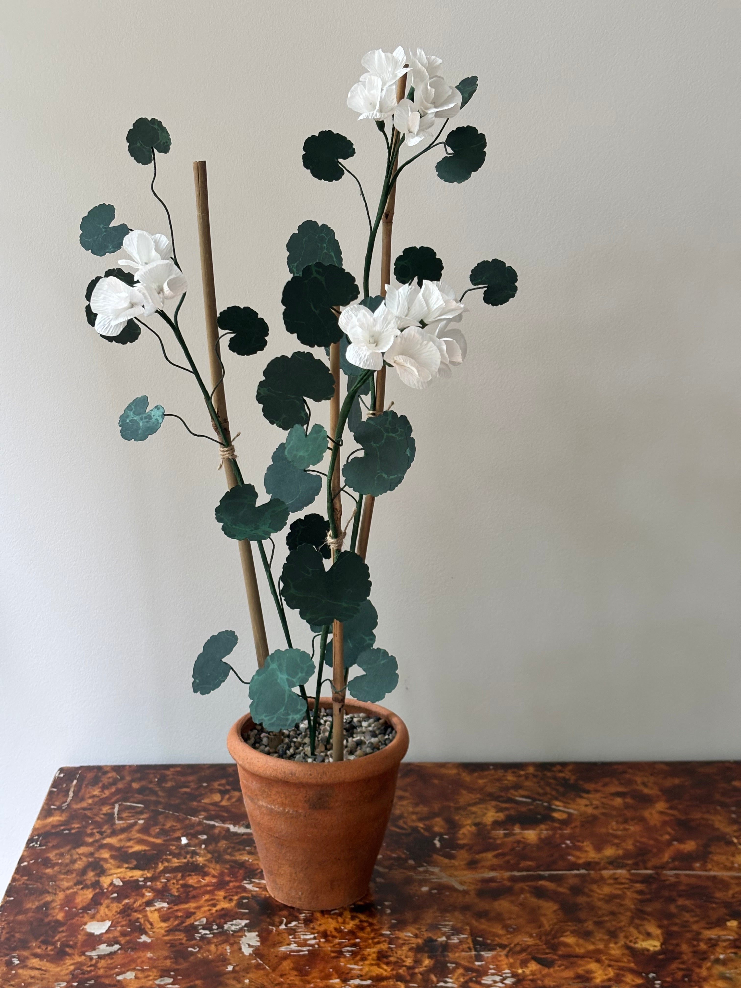 Paper Geranium