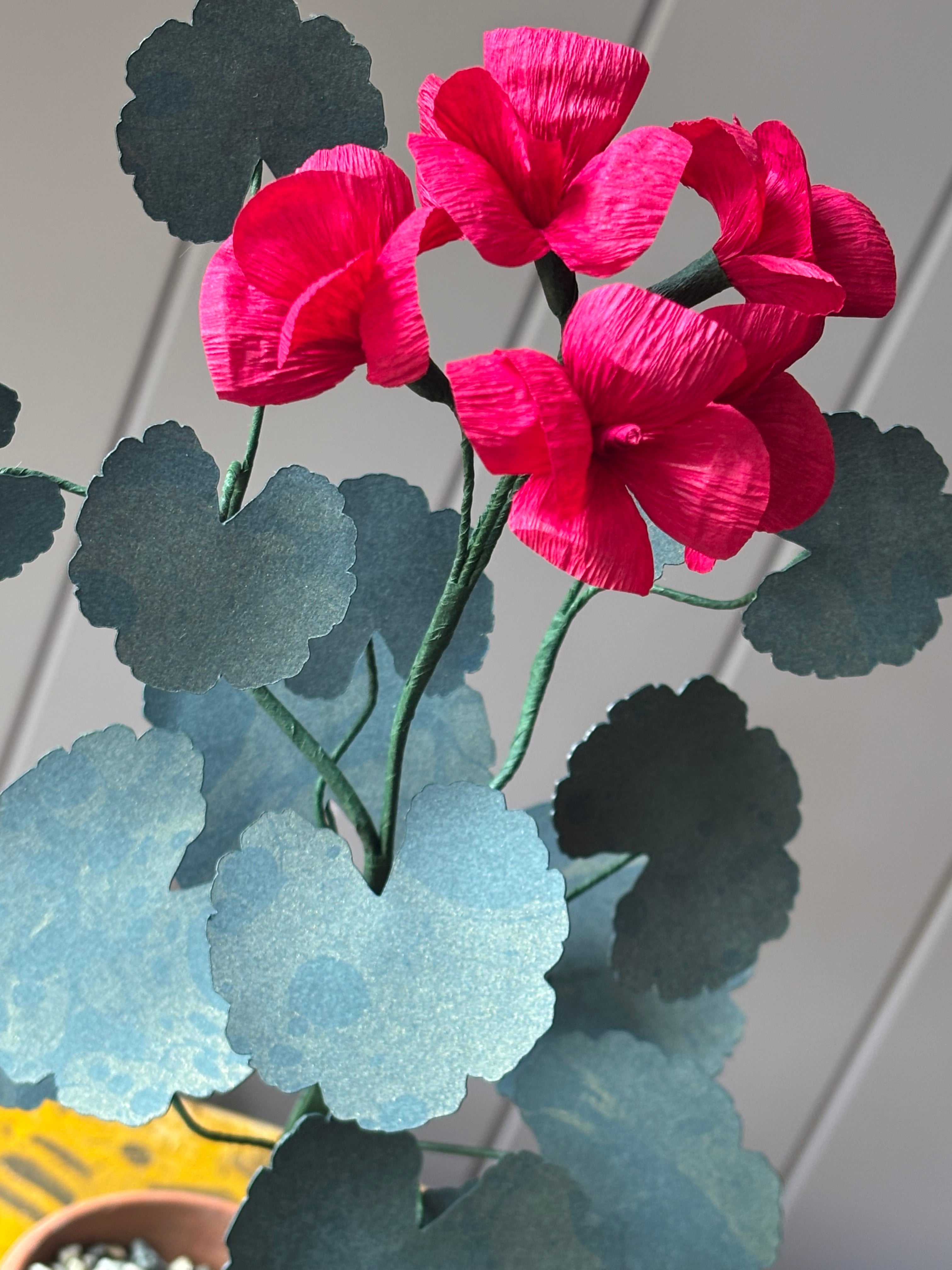 Paper geranium